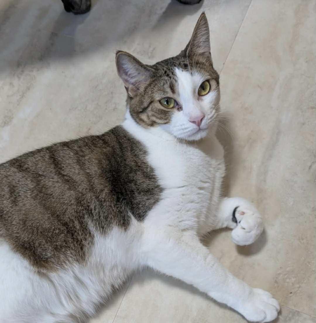 JOEY, a Adoptable Domestic Short Hair image 4/6