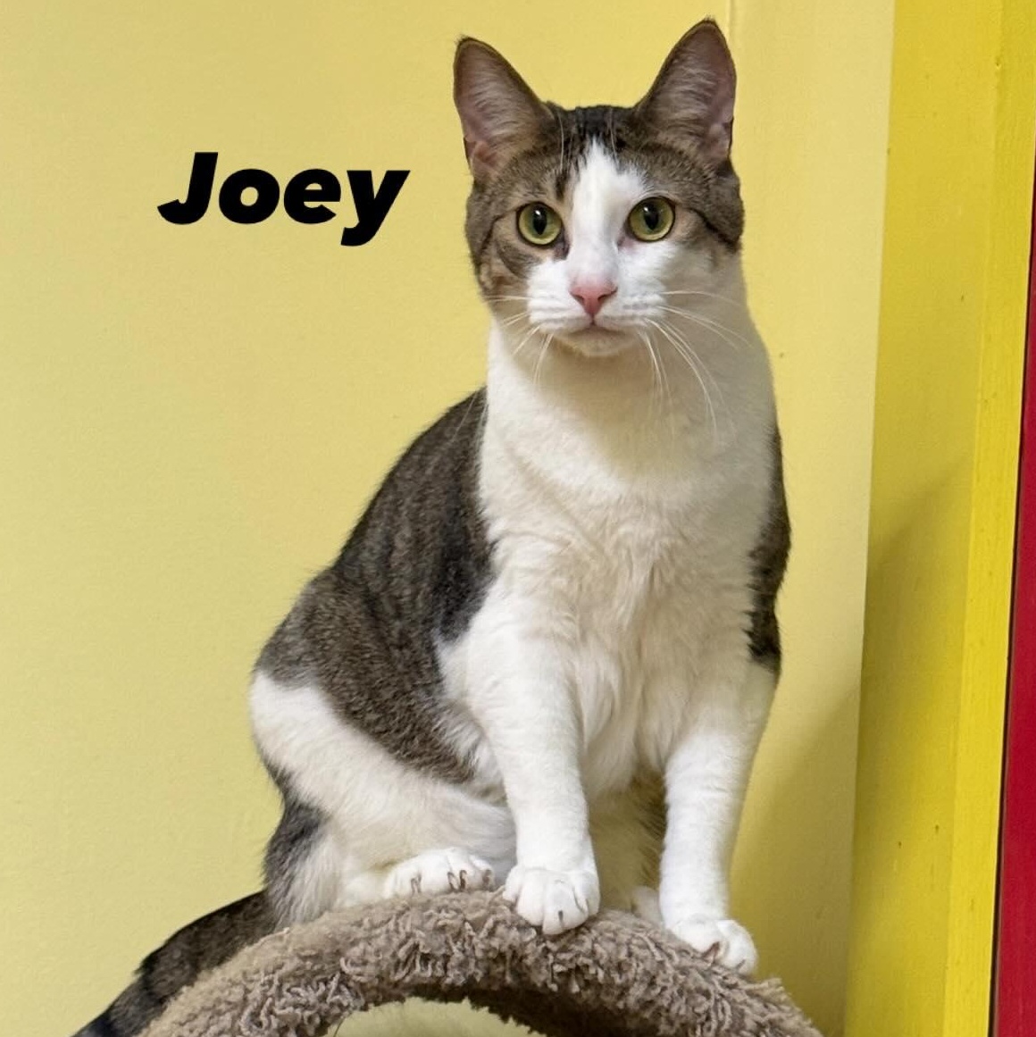 JOEY, Adoptable, Young Male Domestic Short Hair.