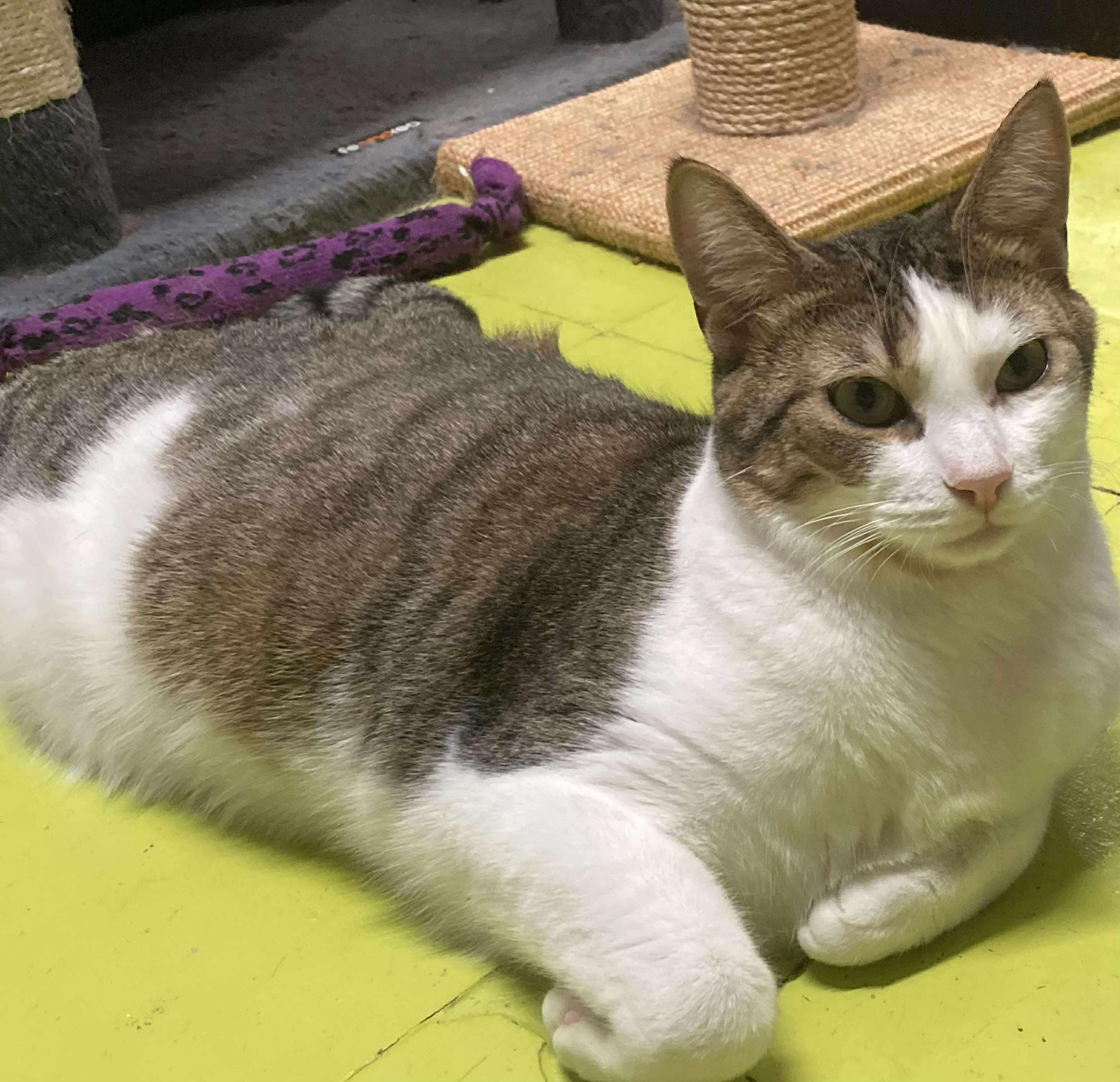 JOEY, a Adoptable Domestic Short Hair image 3/6