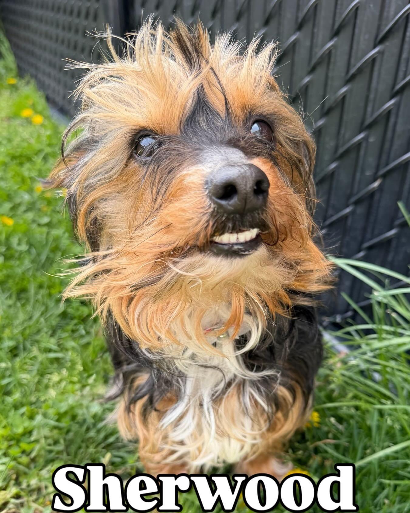 Sherwood Tag #449, ADOPTABLE, Adult Male Yorkshire Terrier.