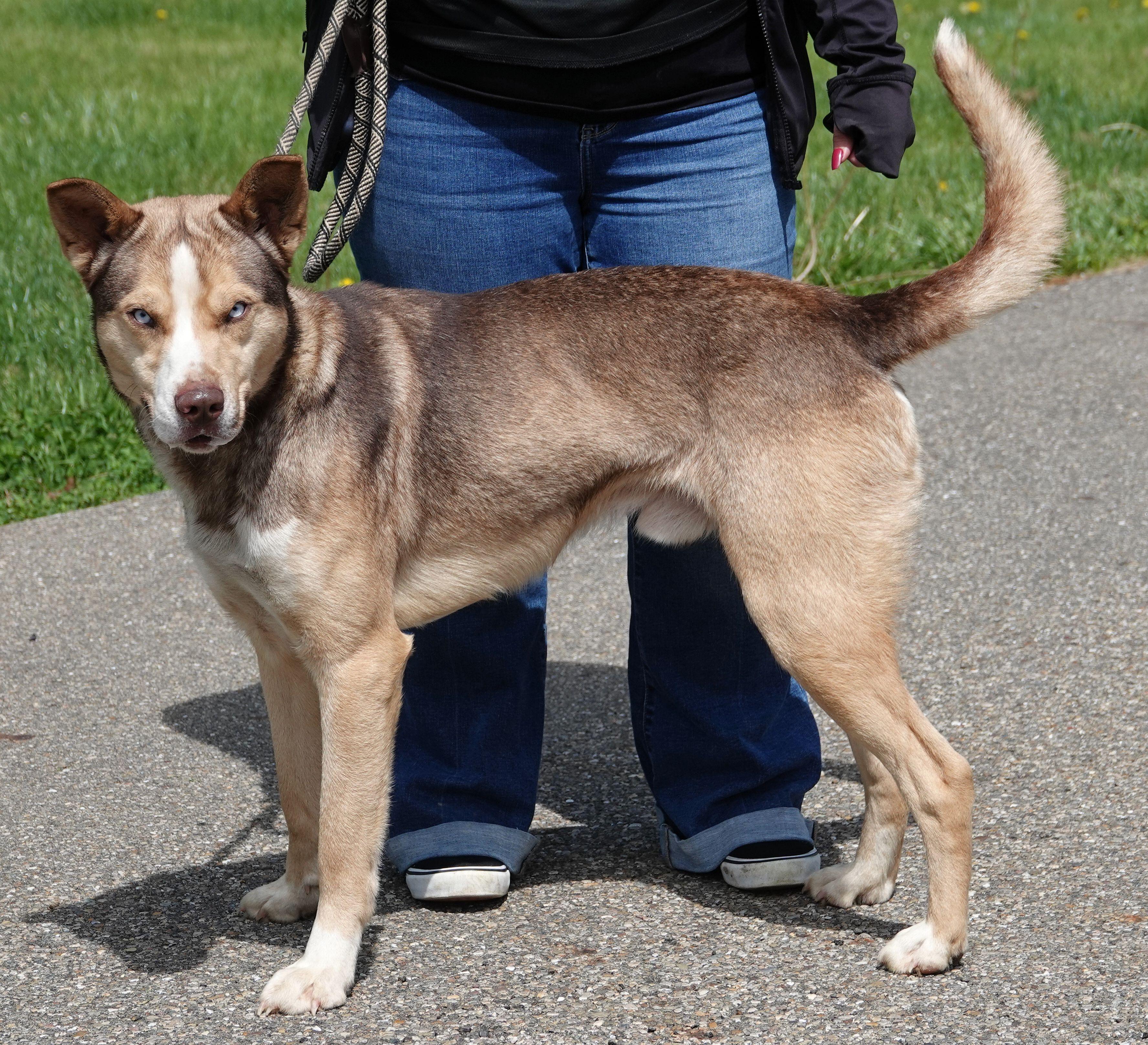 Bud, a ADOPTABLE mixed breed in Millfield, OH image 2/3