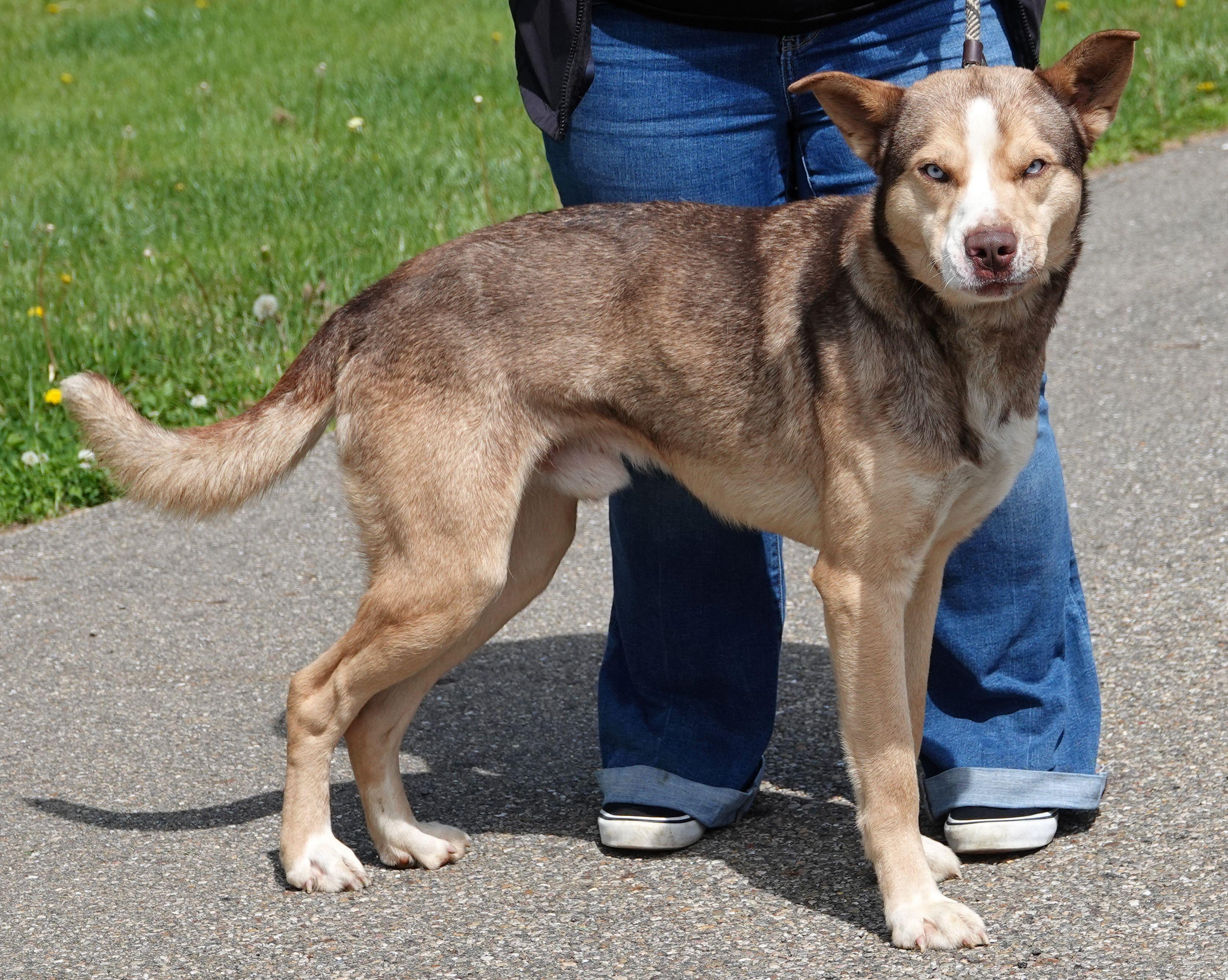 Bud, a ADOPTABLE mixed breed in Millfield, OH image 3/3