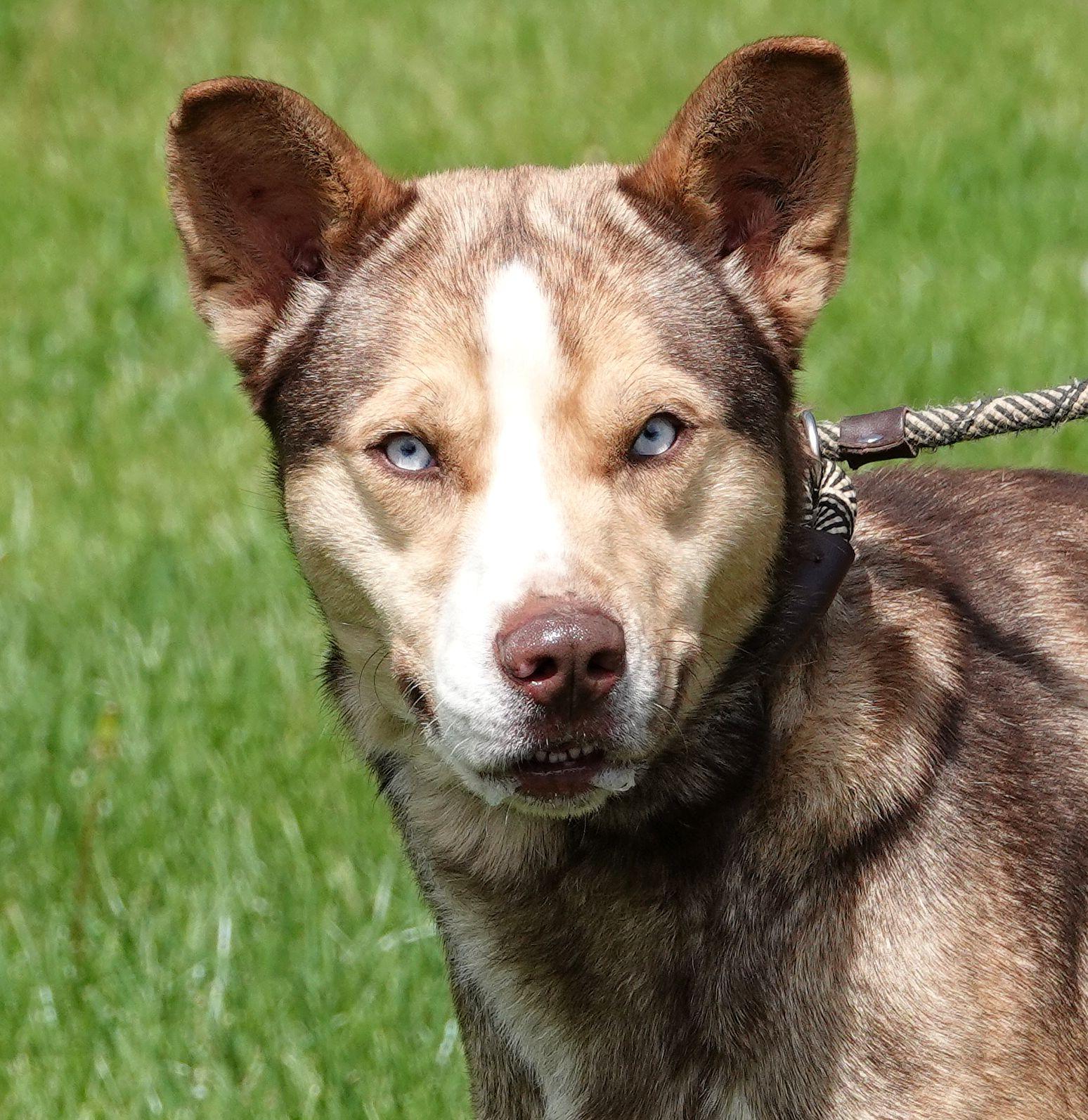 Bud, a ADOPTABLE mixed breed in Millfield, OH image 1/3