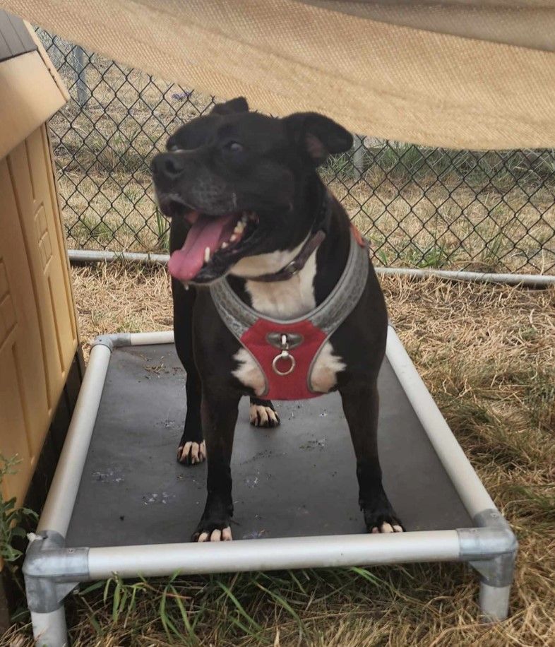 Enlarge *Layla, a Adoptable mixed breed in Justin, TX image 1/6