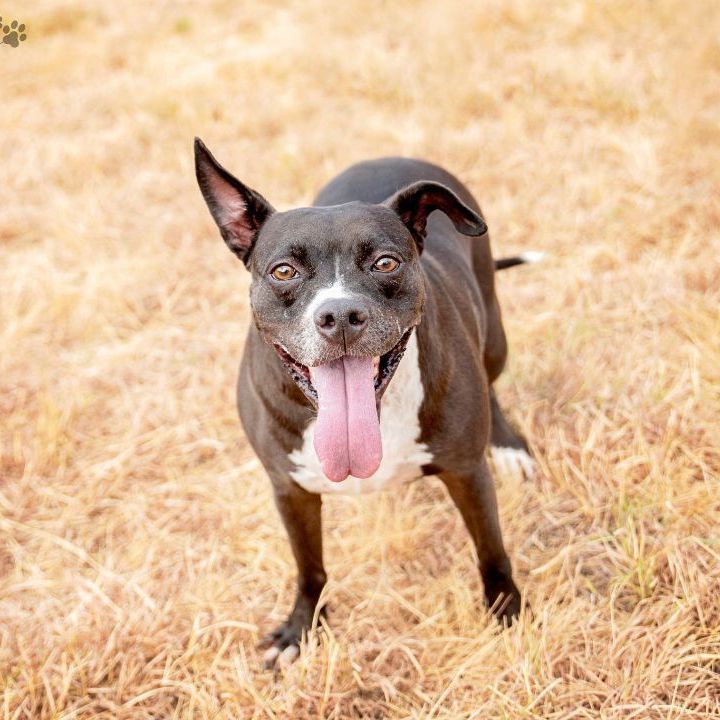 Enlarge *Layla, a Adoptable mixed breed in Justin, TX image 2/6