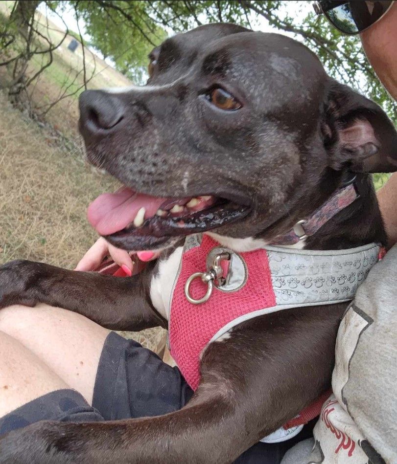 Enlarge *Layla, a Adoptable mixed breed in Justin, TX image 3/6