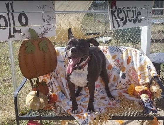 Enlarge *Layla, a Adoptable mixed breed in Justin, TX image 4/6