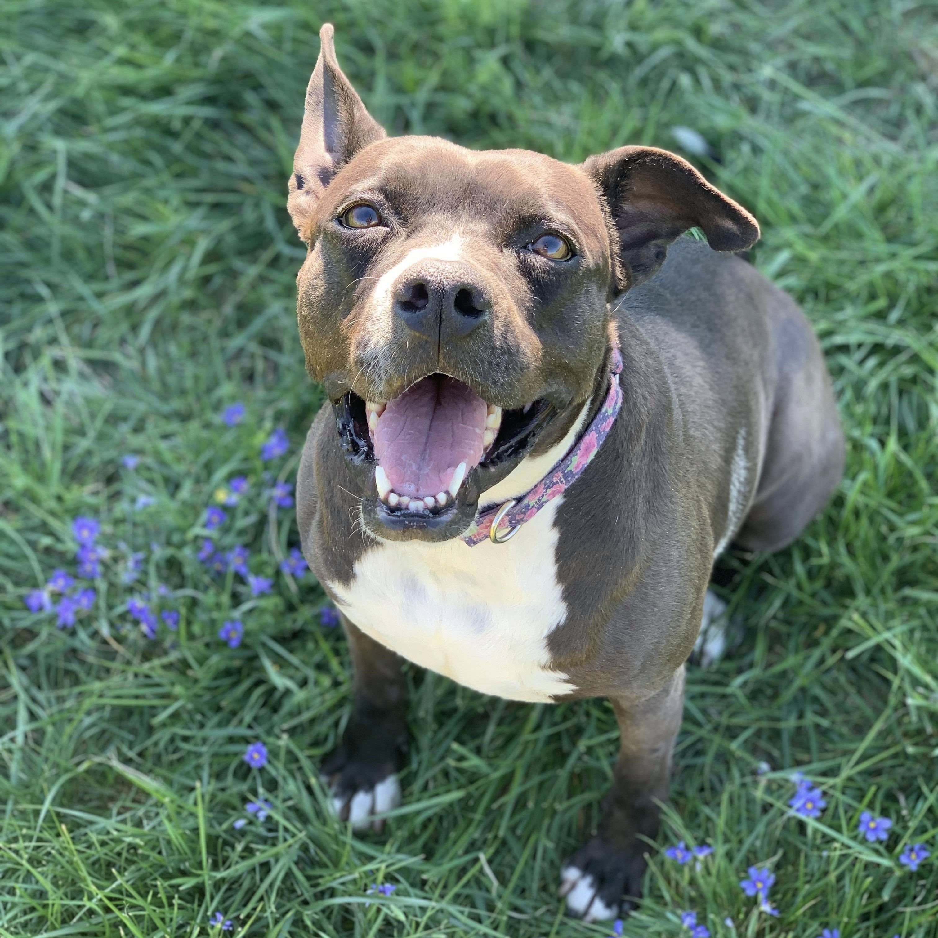 Enlarge *Layla, a Adoptable mixed breed in Justin, TX image 5/6