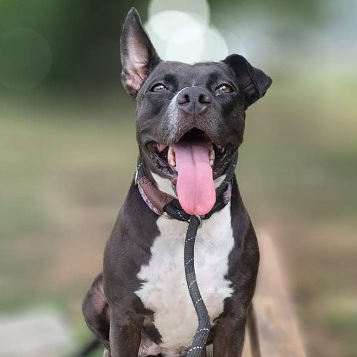 Enlarge *Layla, a Adoptable mixed breed in Justin, TX image 6/6