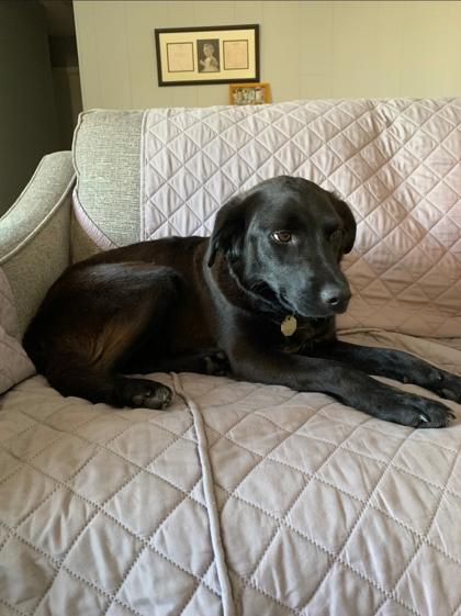 Enlarge Cosmia, a ADOPTABLE mixed breed in Downers Grove, IL image 2/3