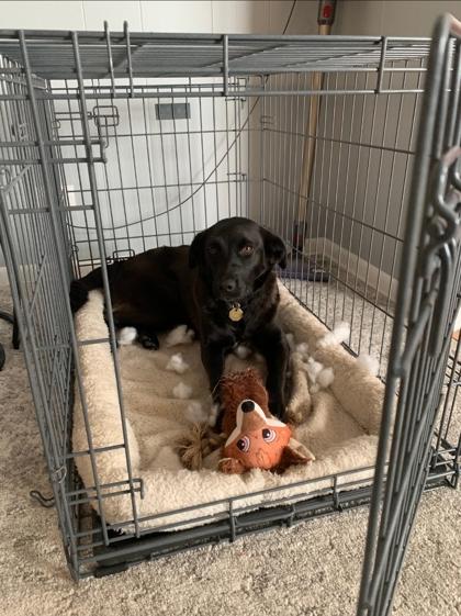 Enlarge Cosmia, a ADOPTABLE mixed breed in Downers Grove, IL image 3/3