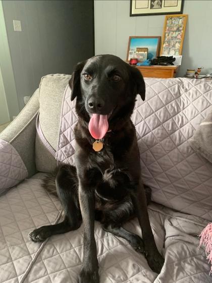 Cosmia, ADOPTABLE, Adult Female Labrador Retriever & Spaniel.