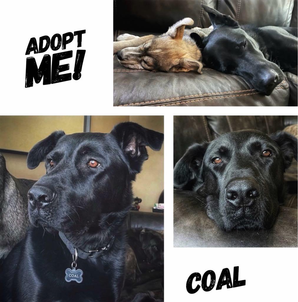 Coal, an adoptable Black Labrador Retriever in Winnipeg, MB, R2C 1P2 | Photo Image 2