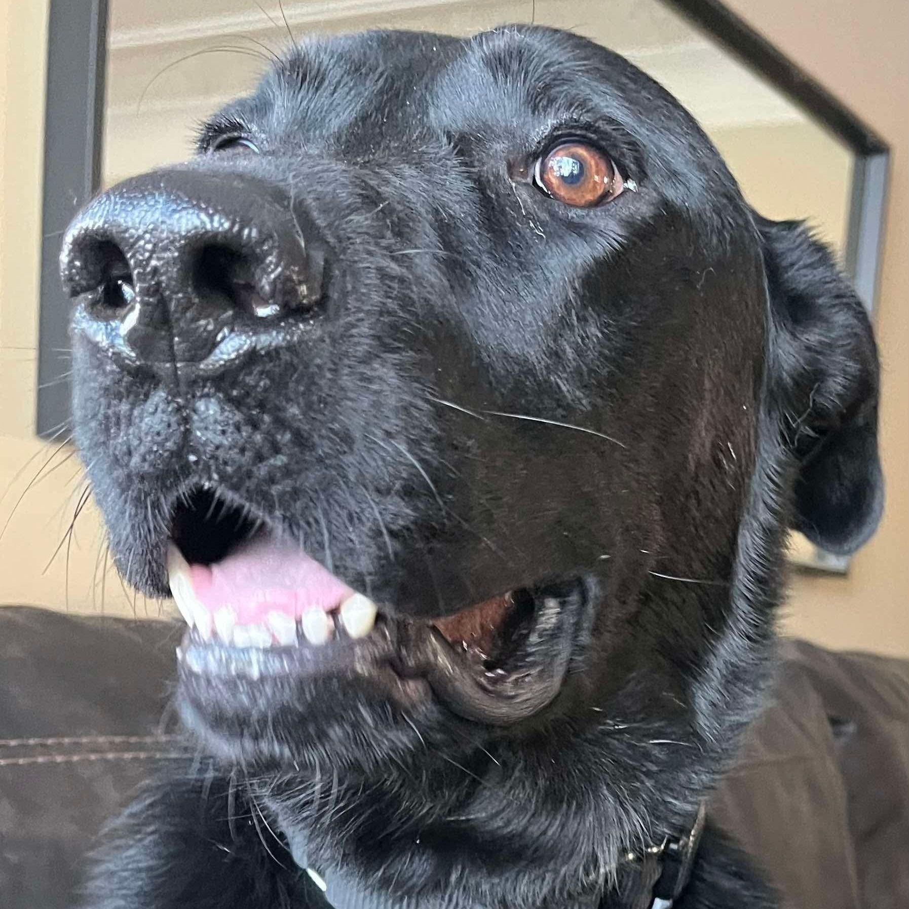 Coal, an adoptable Black Labrador Retriever in Winnipeg, MB, R2C 1P2 | Photo Image 5