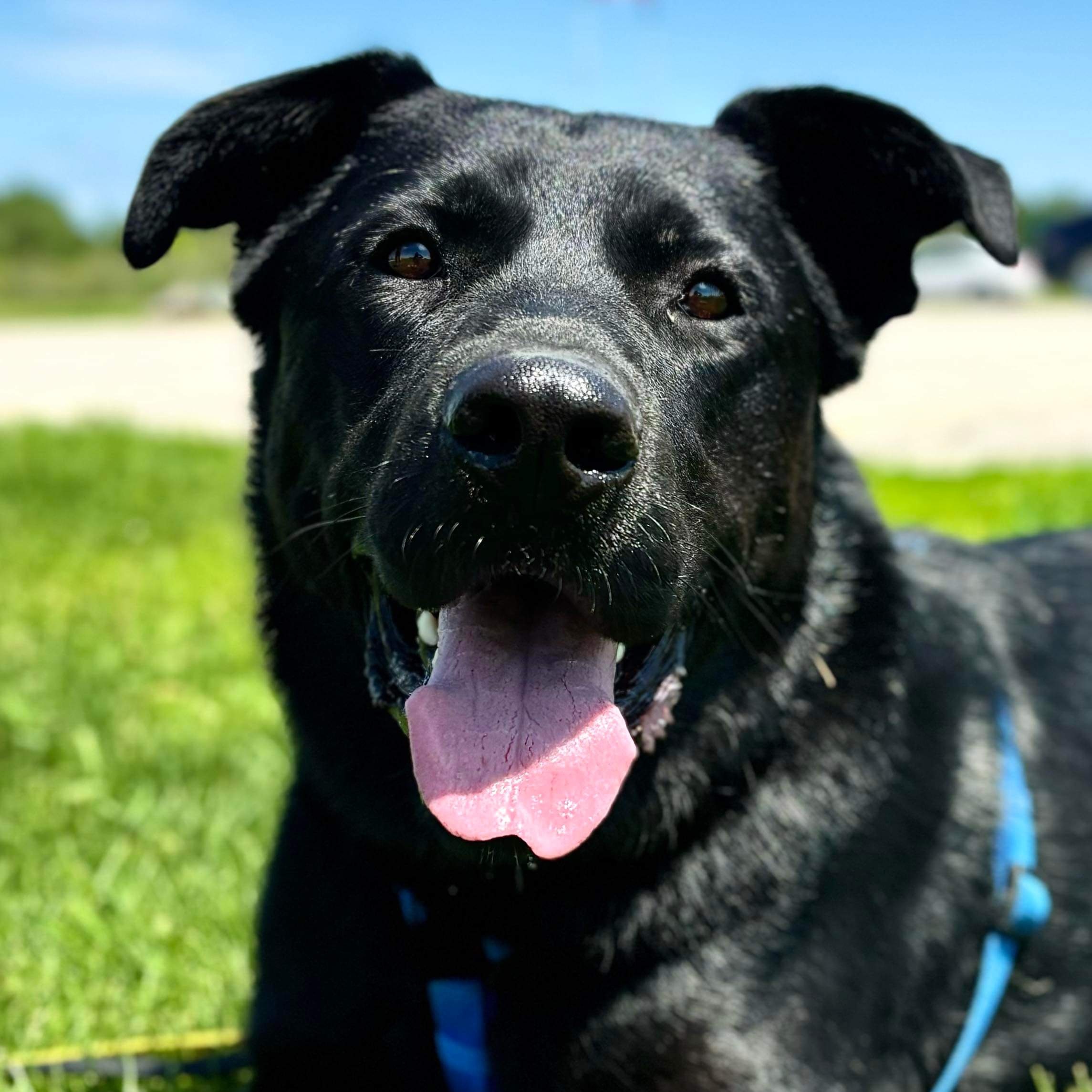 Coal, an adoptable Black Labrador Retriever in Winnipeg, MB, R2C 1P2 | Photo Image 2