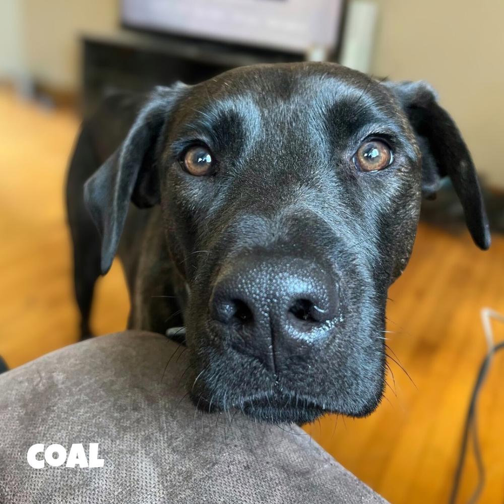 Coal, an adoptable Black Labrador Retriever in Winnipeg, MB, R2C 1P2 | Photo Image 1