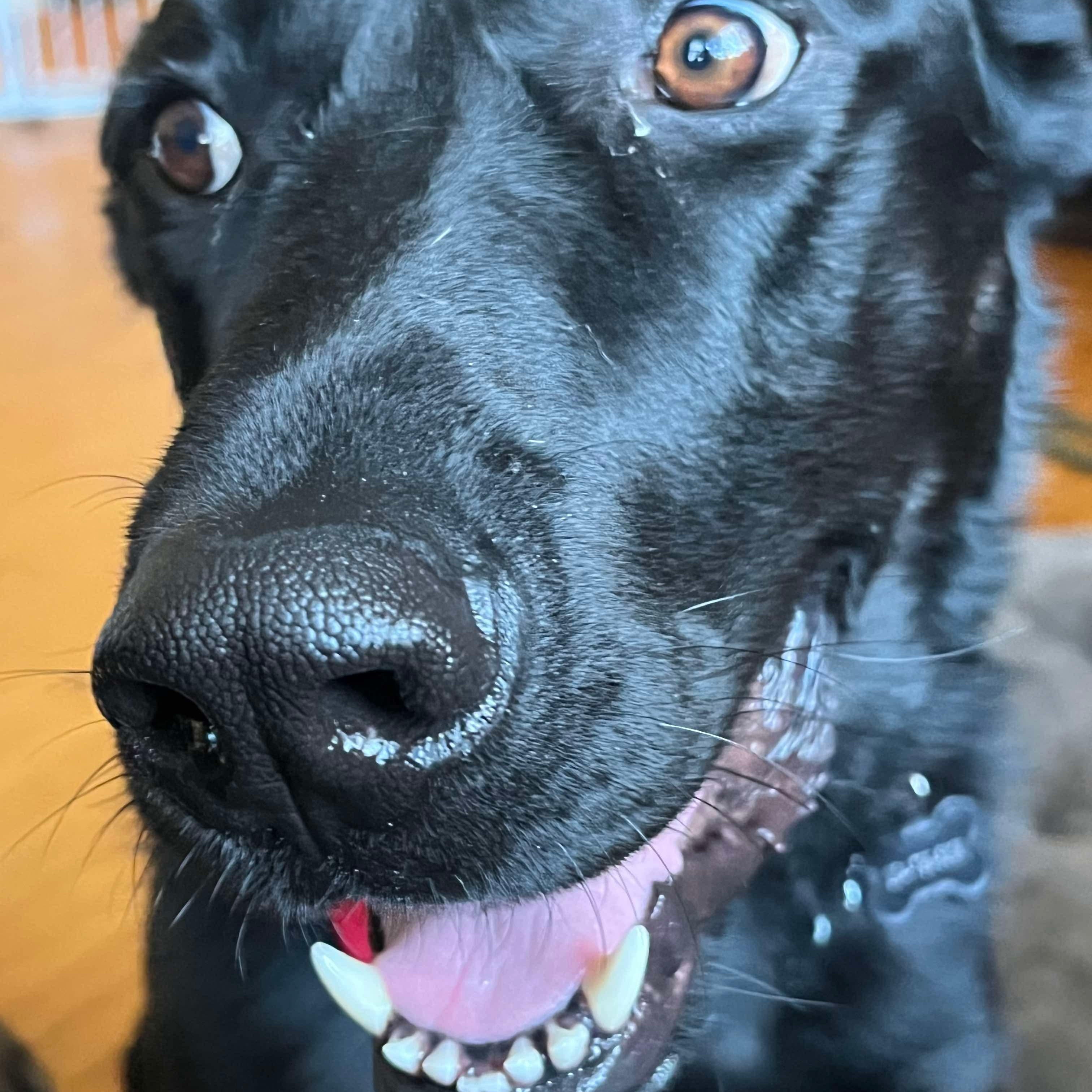 Coal, an adoptable Black Labrador Retriever in Winnipeg, MB, R2C 1P2 | Photo Image 6