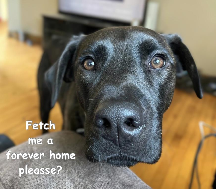 Coal, an adoptable Black Labrador Retriever in Winnipeg, MB, R2C 1P2 | Photo Image 1