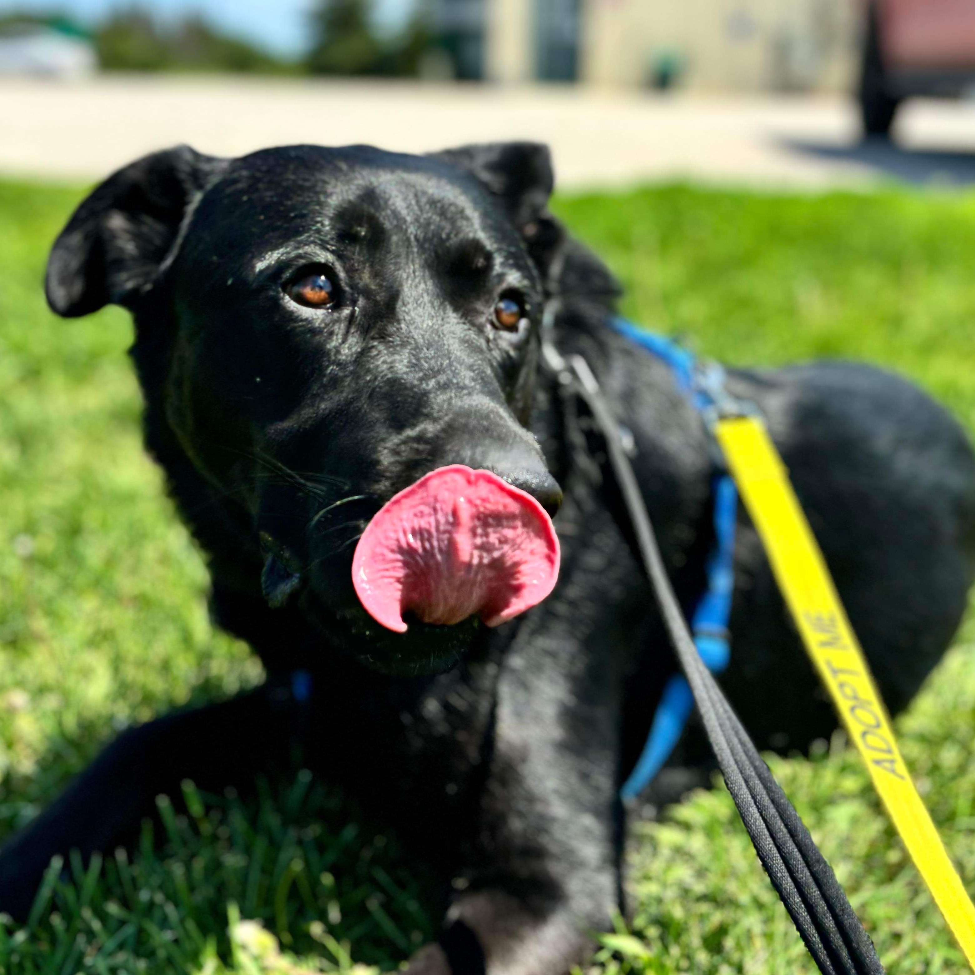 Coal, an adoptable Black Labrador Retriever in Winnipeg, MB, R2C 1P2 | Photo Image 4