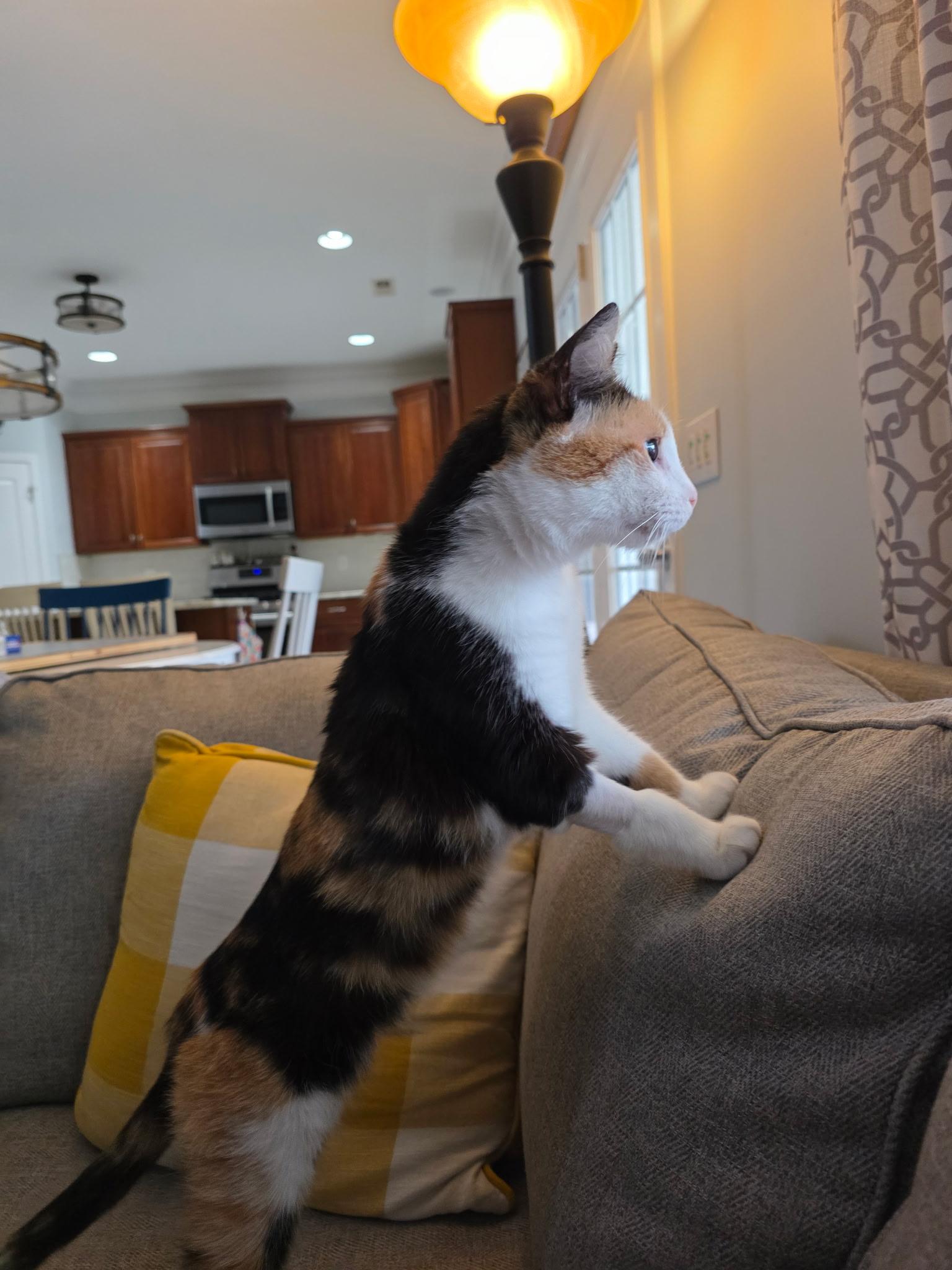 Enlarge YABBY Calico Adult SUPER SWEET, a Adoptable Calico in Monroe, NC image 3/4
