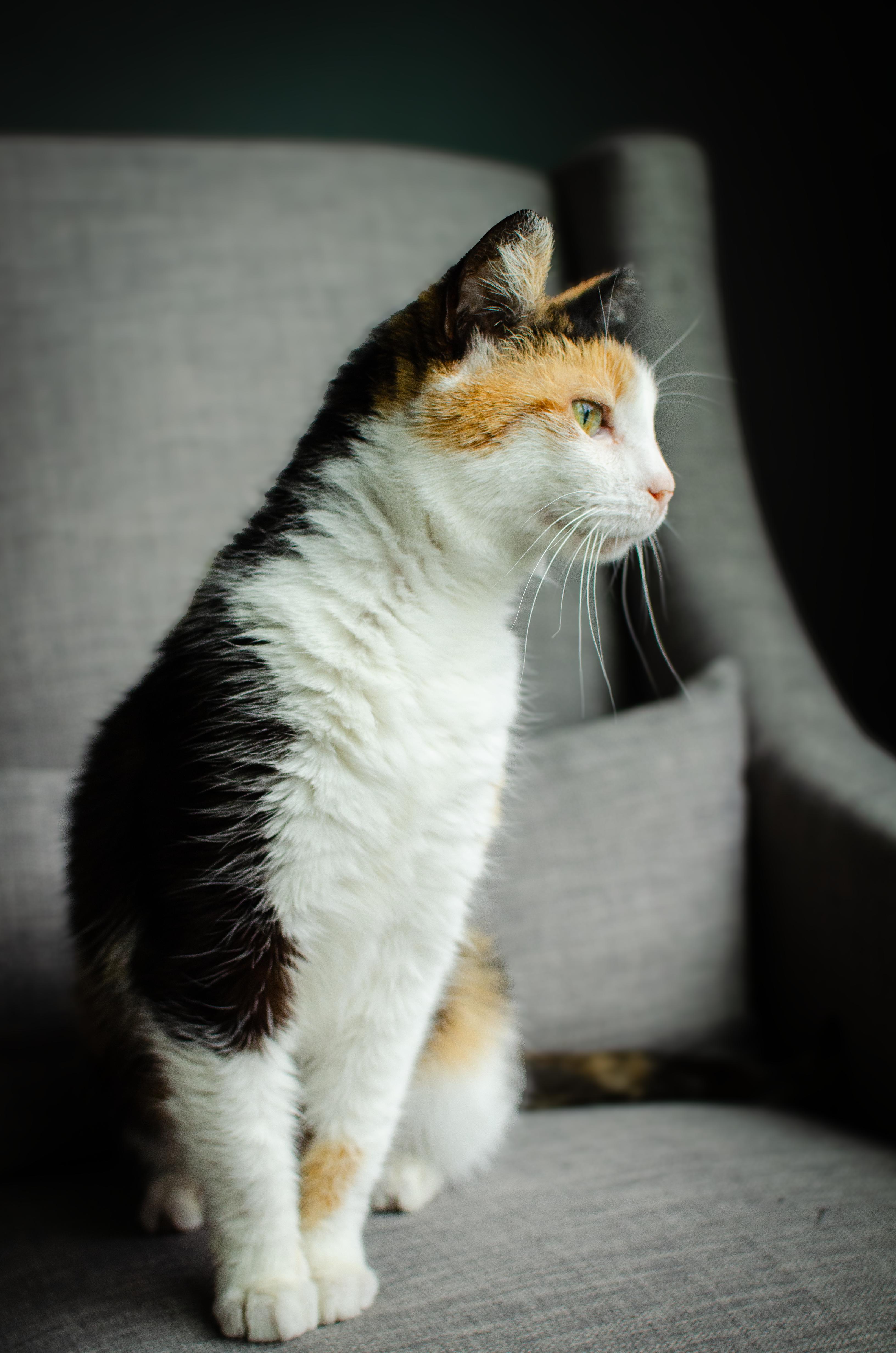Enlarge YABBY Calico Adult SUPER SWEET, a Adoptable Calico in Monroe, NC image 4/4
