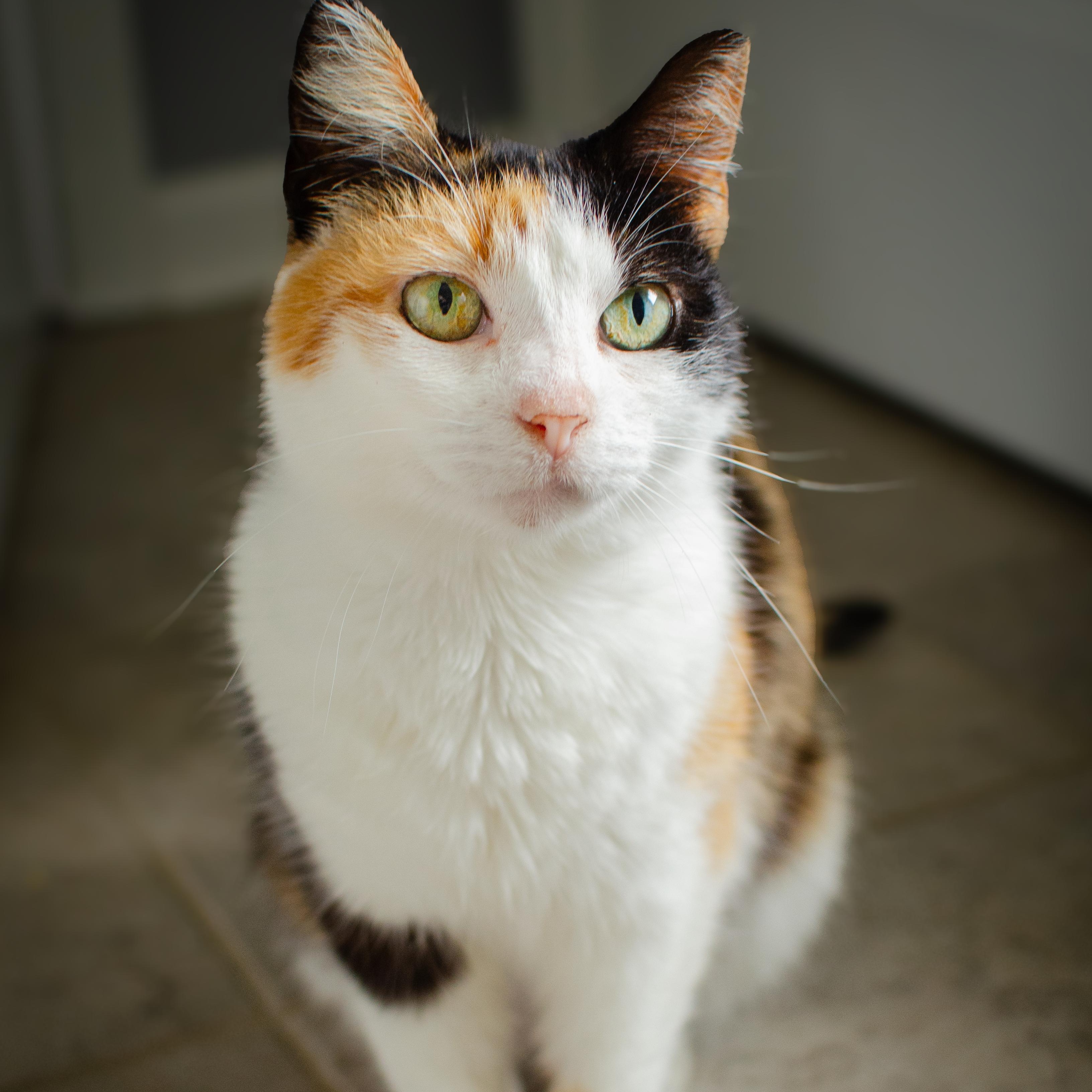 YABBY Calico Adult SUPER SWEET, Adoptable, Adult Female Calico.