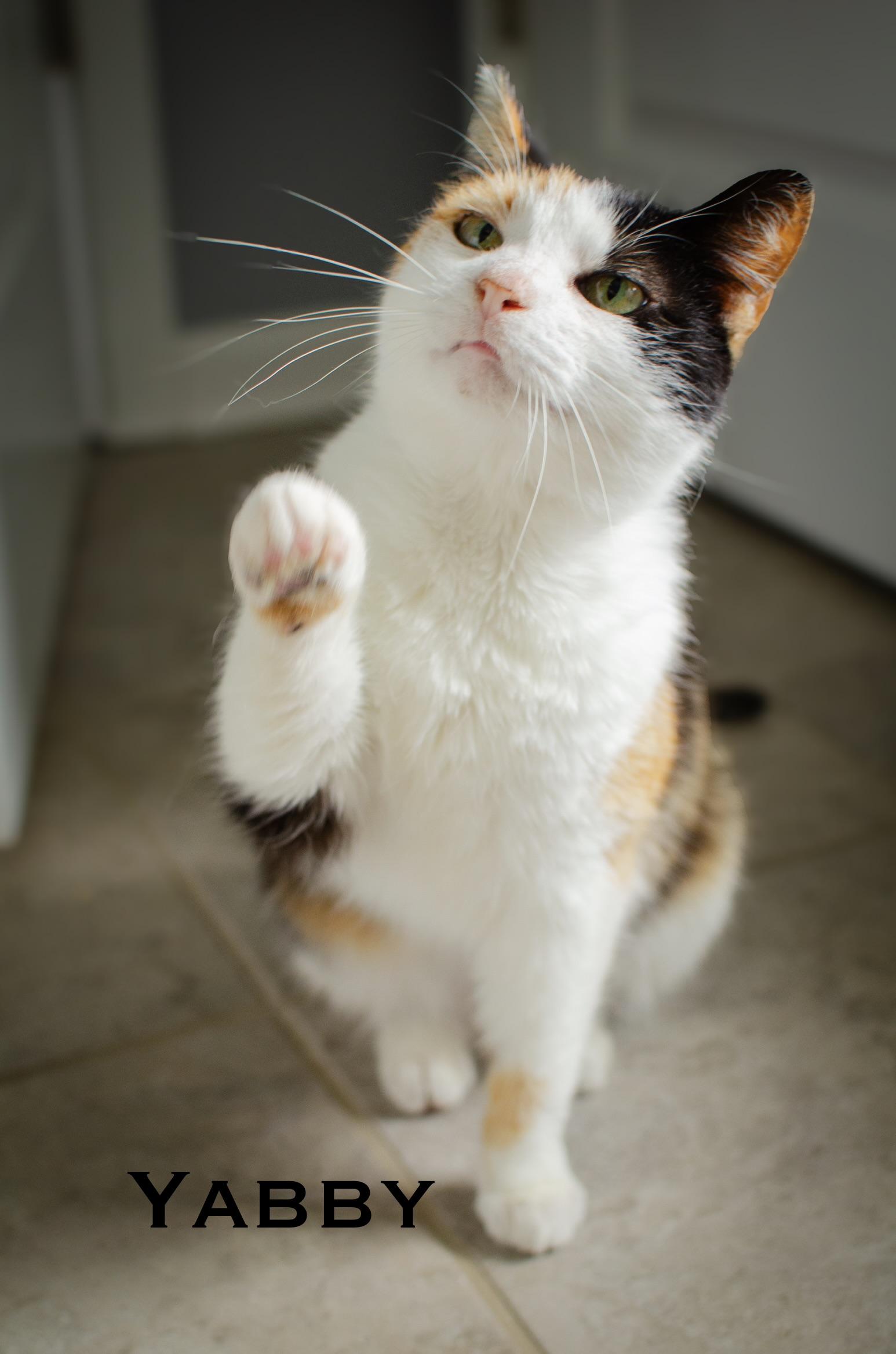 Enlarge YABBY Calico Adult SUPER SWEET, a Adoptable Calico in Monroe, NC image 2/4