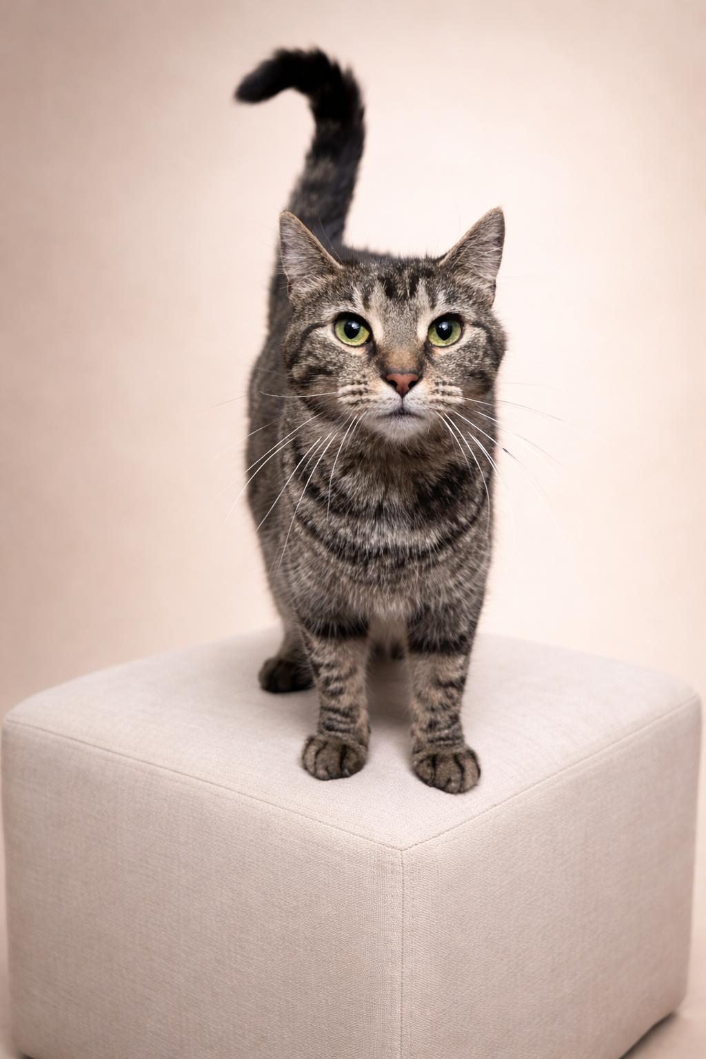 Enlarge Buttons, an adopted Domestic Short Hair in Rixeyville, VA image 2/3