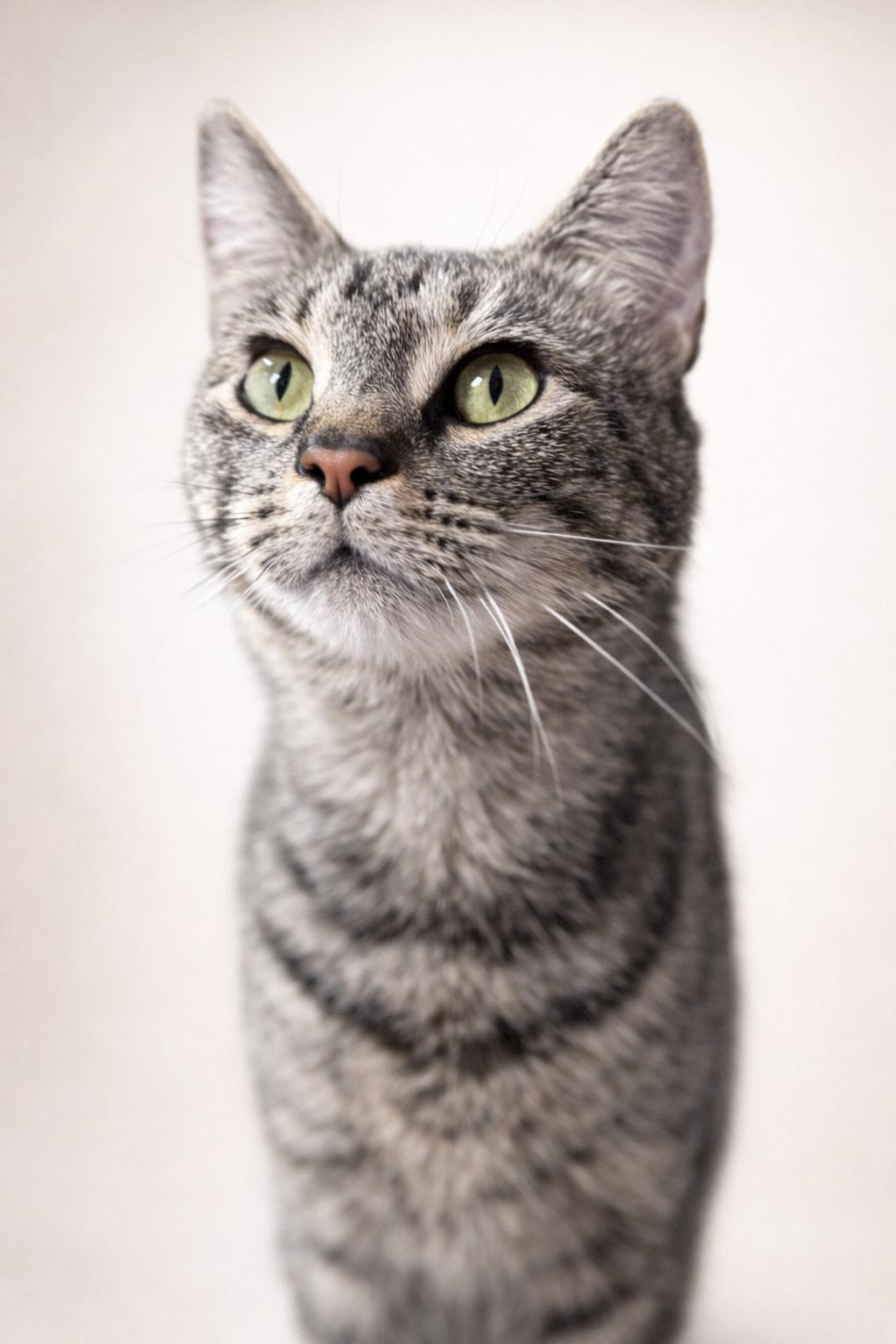 Enlarge Buttons, an adopted Domestic Short Hair in Rixeyville, VA image 3/3