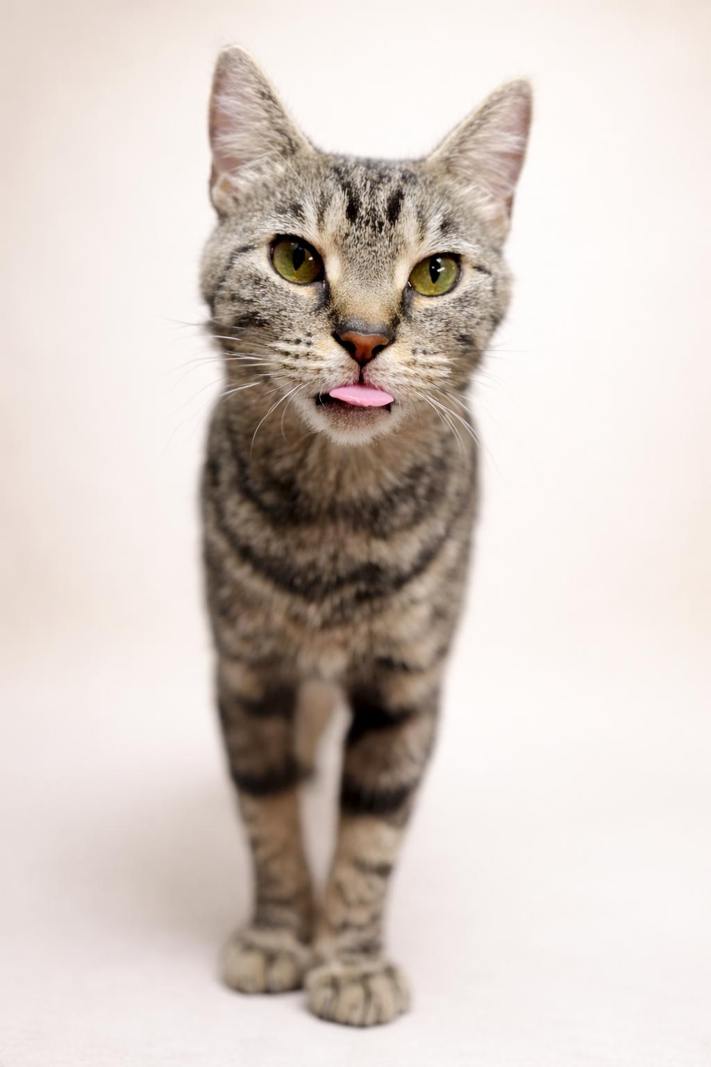 Enlarge Buttons, an adopted Domestic Short Hair in Rixeyville, VA image 1/3