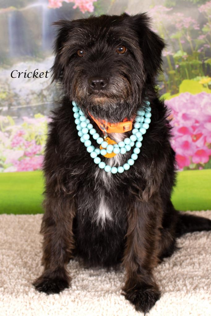 Enlarge Cricket, a Adoptable mixed breed in Gilbert, AZ image 1/2