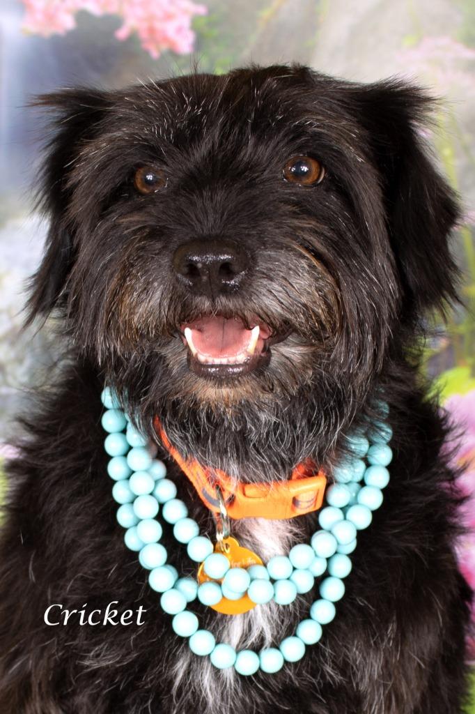 Enlarge Cricket, a Adoptable mixed breed in Gilbert, AZ image 2/2