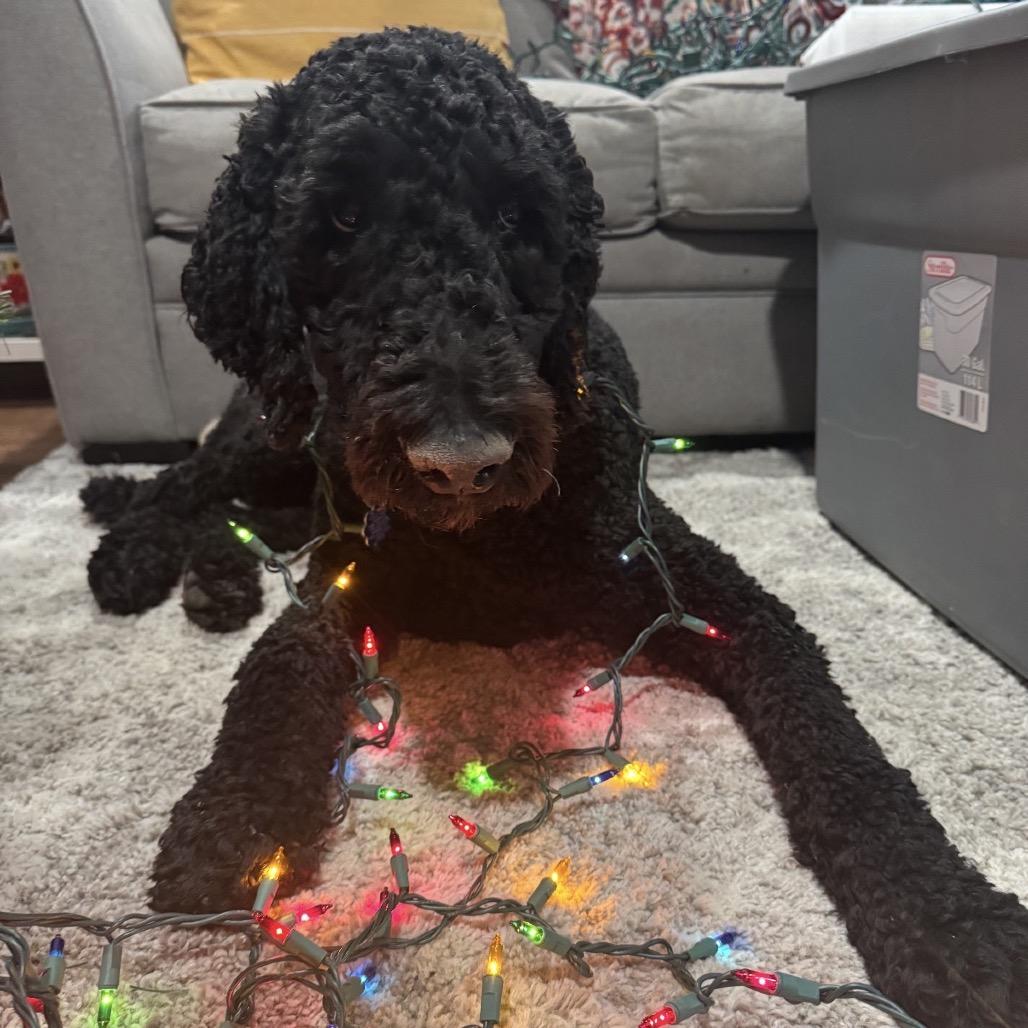 Oliver, Adoptable, Adult Male Standard Poodle & Golden Retriever.
