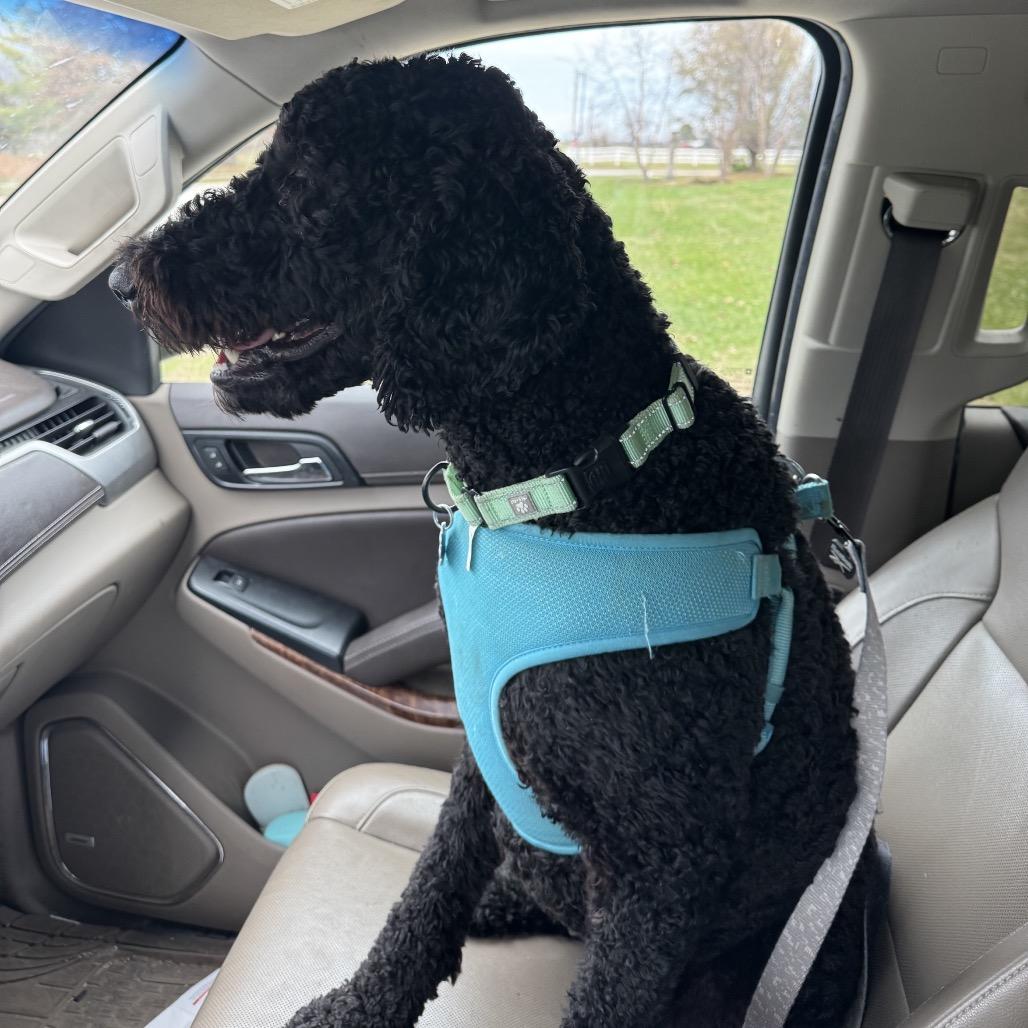 Oliver, Adoptable, Adult Male Standard Poodle & Golden Retriever.