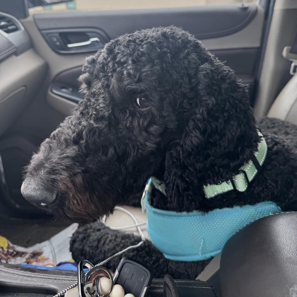 Oliver, Adoptable, Adult Male Standard Poodle & Golden Retriever.