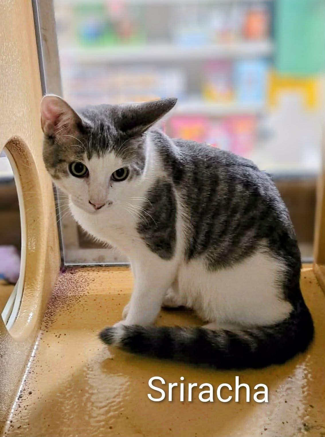 SRIRACH, Adoptable, Kitten Female Domestic Medium Hair.