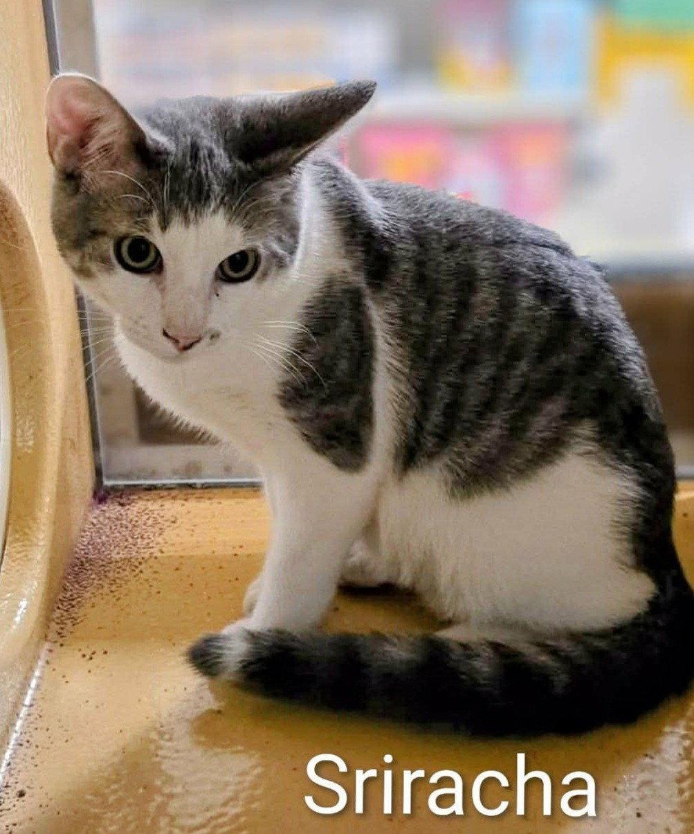 Enlarge SRIRACH, a Adoptable Domestic Medium Hair in Northfield, OH image 2/2