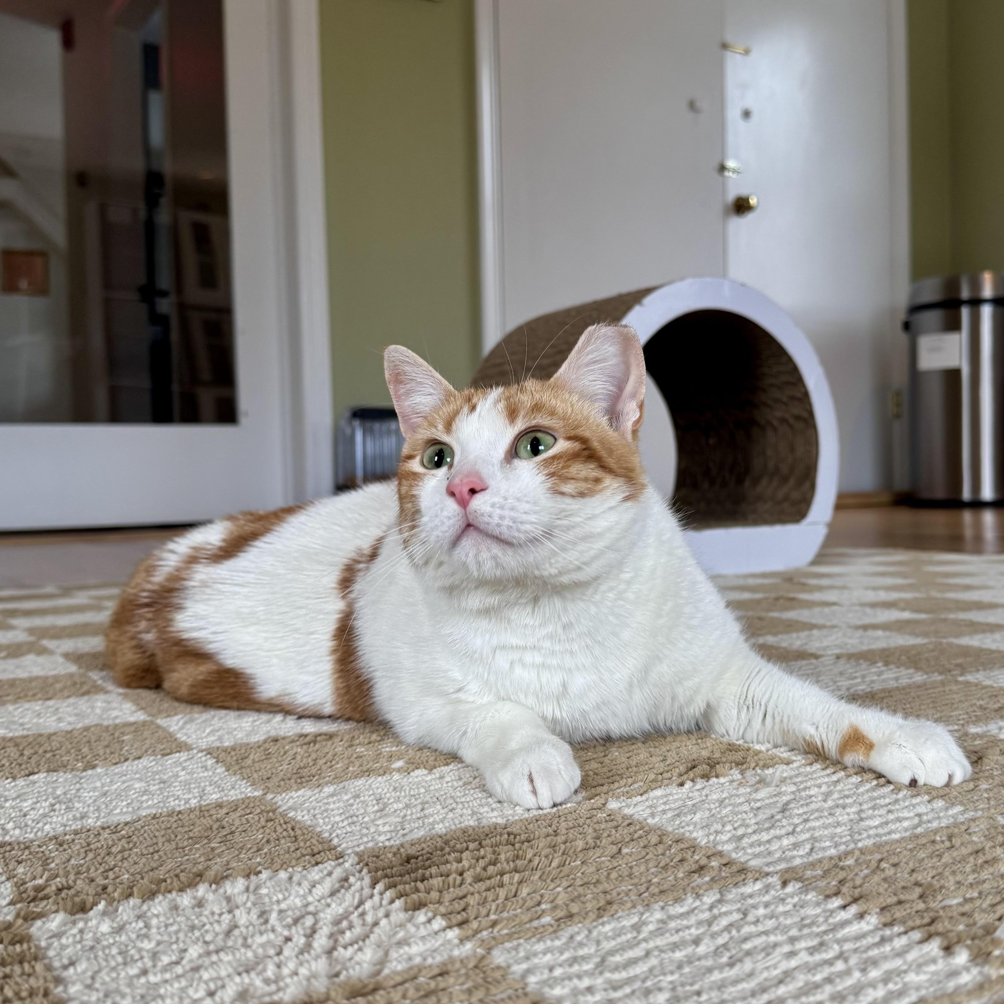 Harper, ADOPTABLE, Young Female Domestic Short Hair.