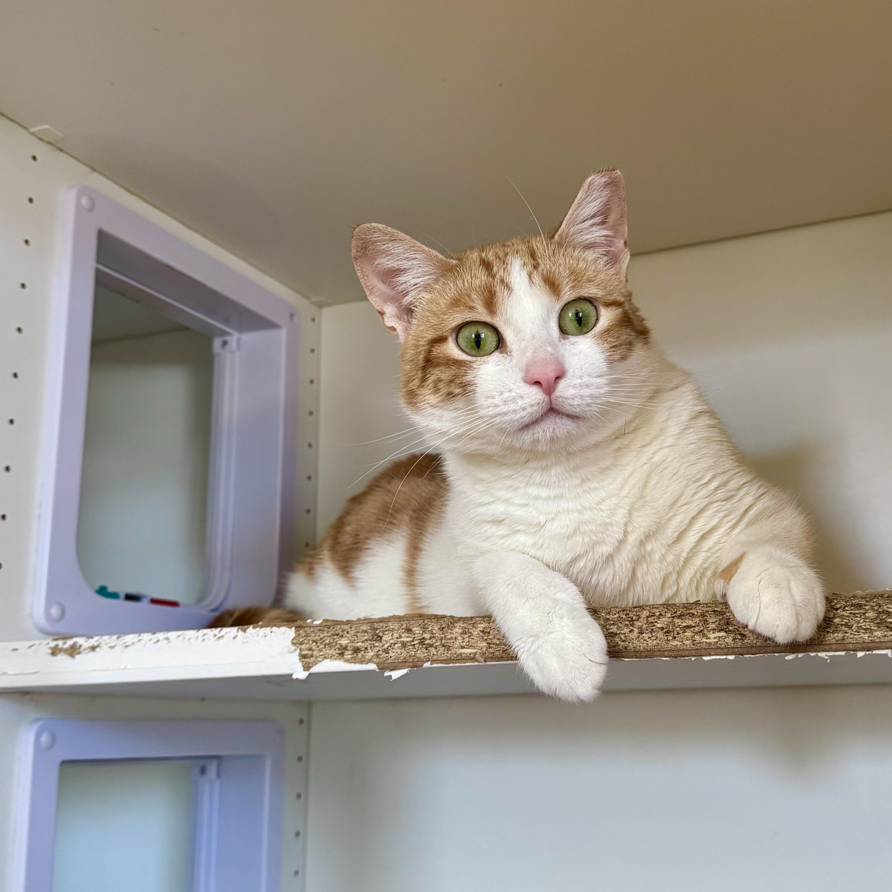 Enlarge Harper, a ADOPTABLE Domestic Short Hair in Ramsey, NJ image 2/5