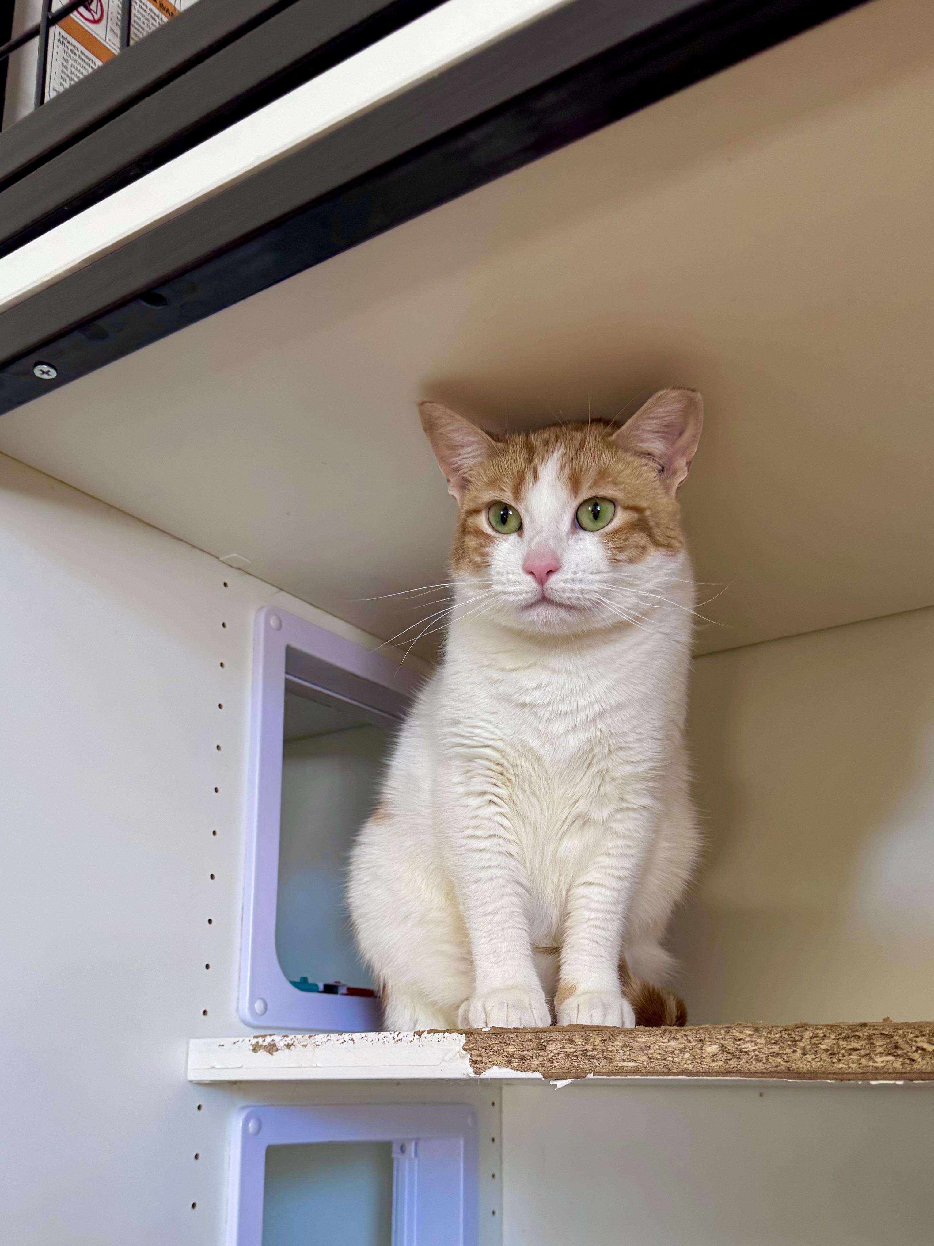 Harper, a ADOPTABLE Domestic Short Hair in Ramsey, NJ image 5/5