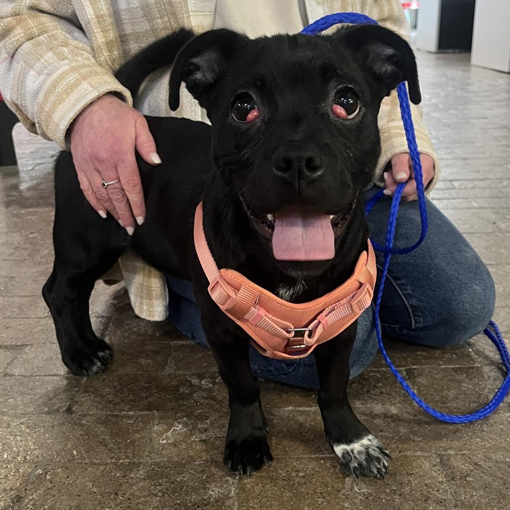 Puptart, Adoptable, Young Female Pug & Mixed Breed.