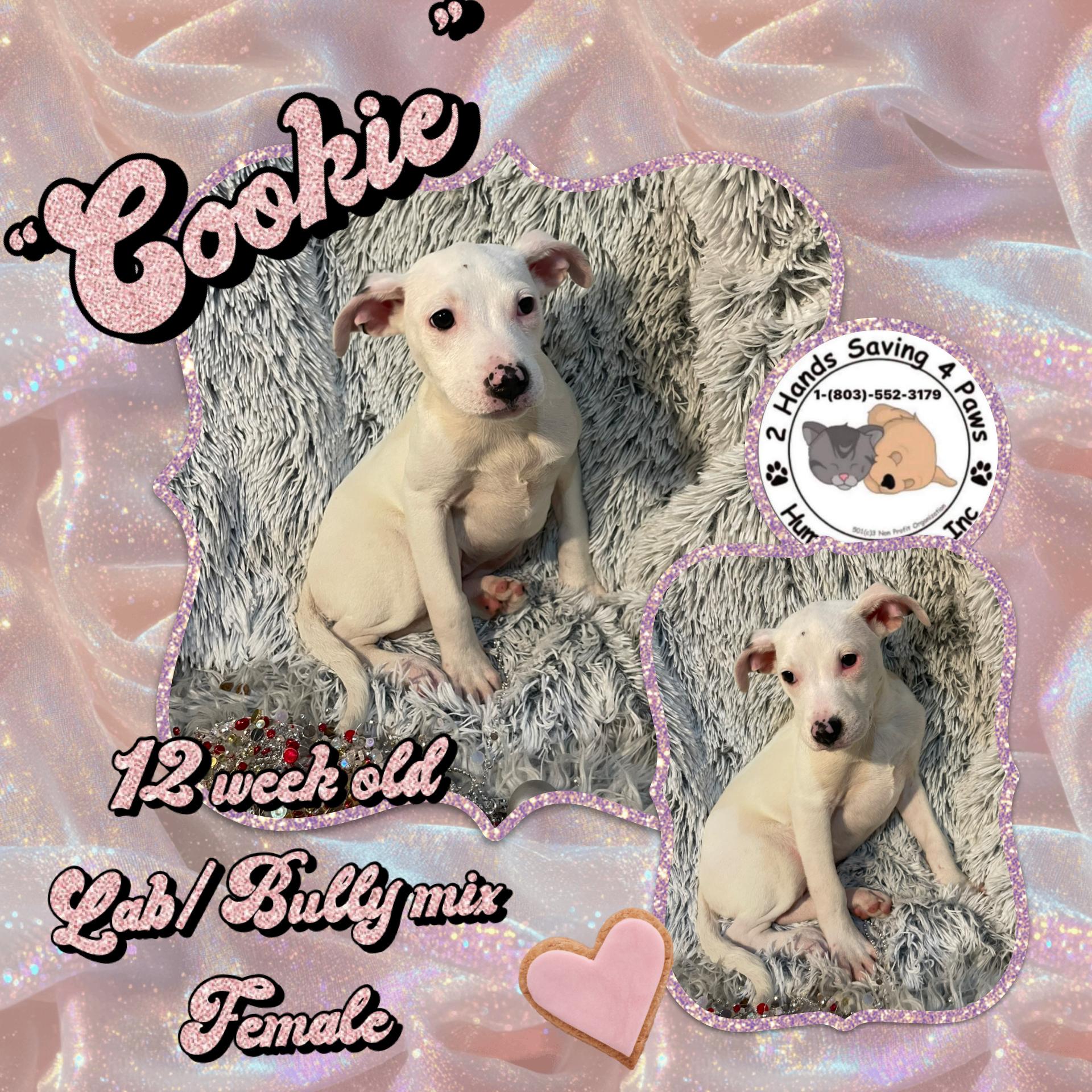 Enlarge “Cookie”, a ADOPTABLE mixed breed in Totowa, NJ image 1/2