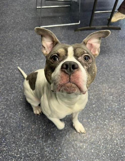 Enlarge MOBBY, a Adoptable mixed breed in Anchorage, AK image 1/1