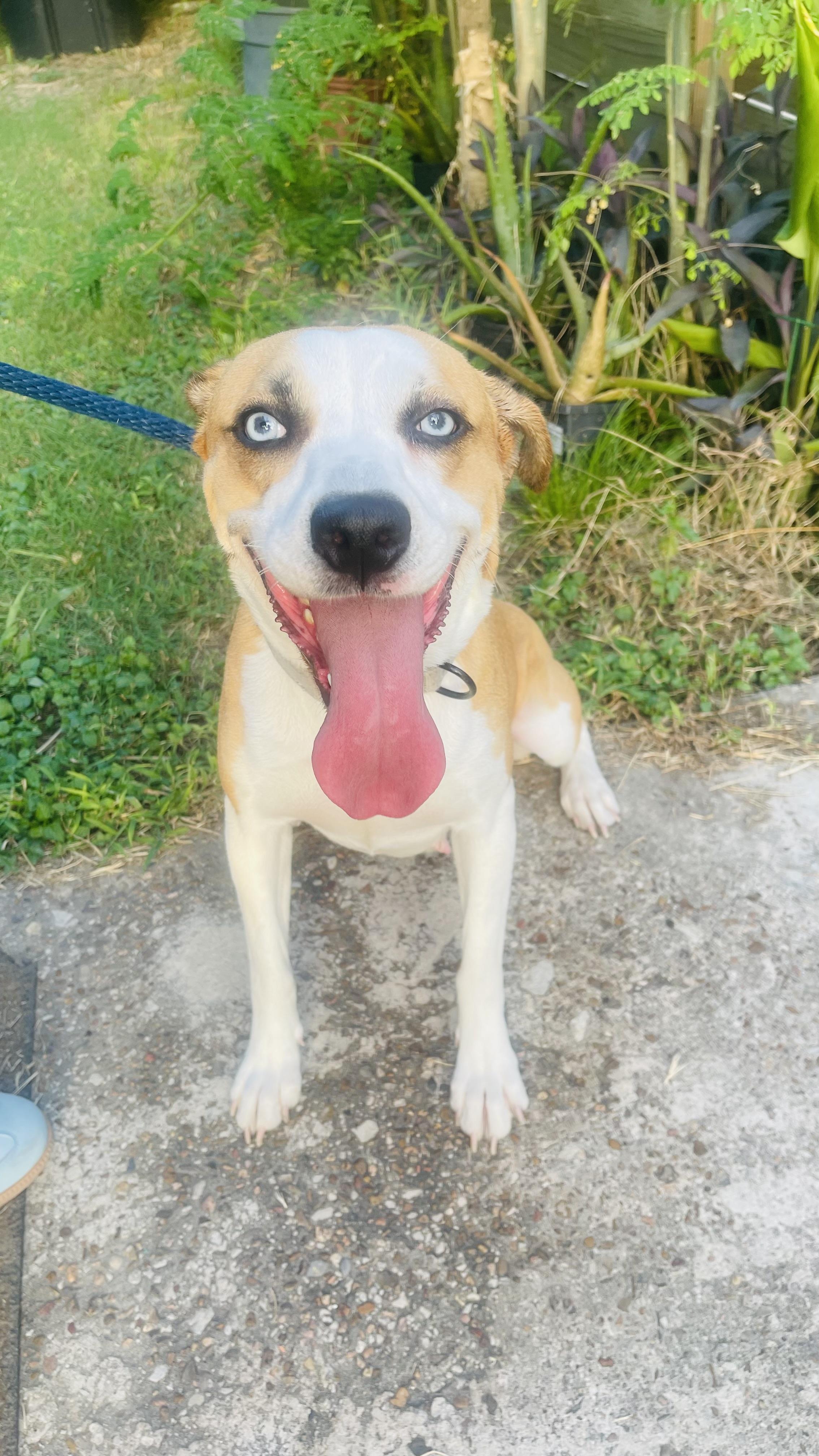 Enlarge Mammas, a Adoptable mixed breed in Springfield, MA image 3/5