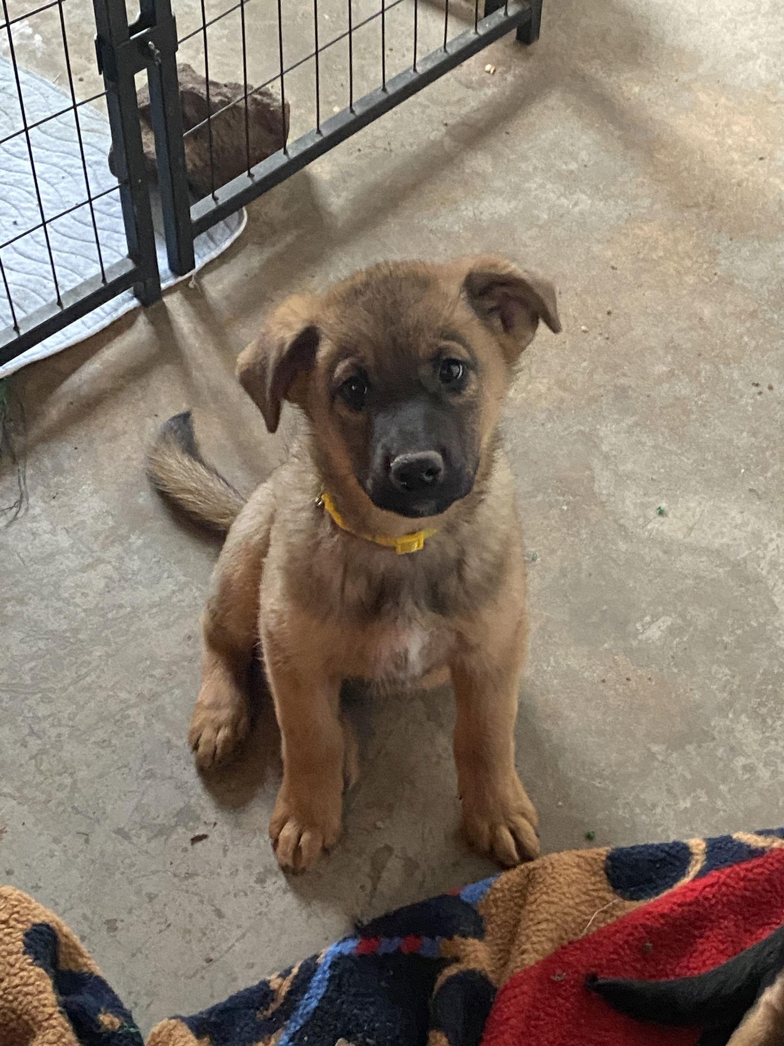 Puft, Adopted, Puppy Male German Shepherd Dog.