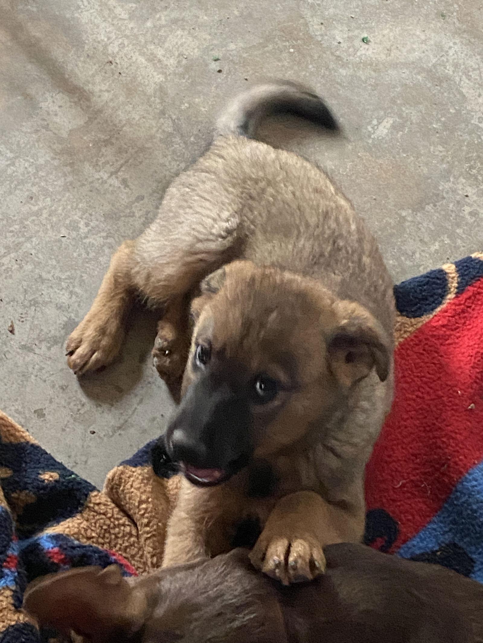 Puft, a Adopted German Shepherd Dog in Yreka, CA image 2/3