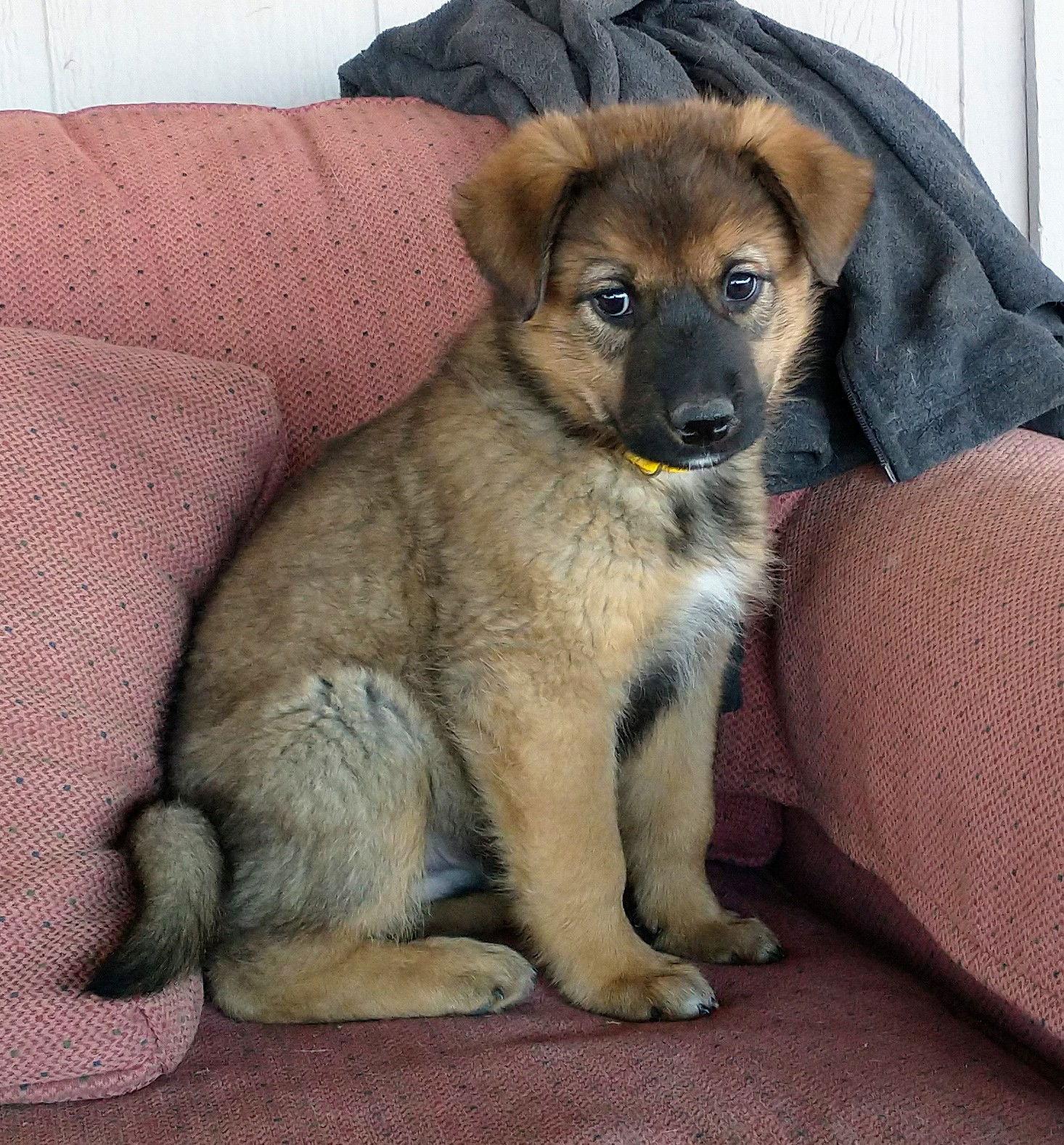 Puft, a Adopted German Shepherd Dog in Yreka, CA image 3/3