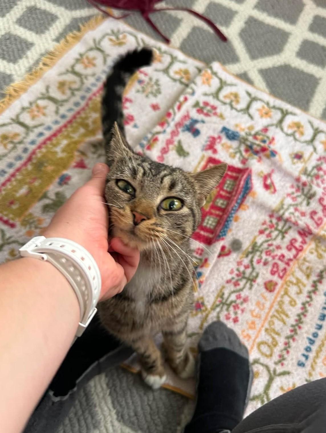 Poppy, an adopted Domestic Short Hair in Roslindale, MA image 2/4