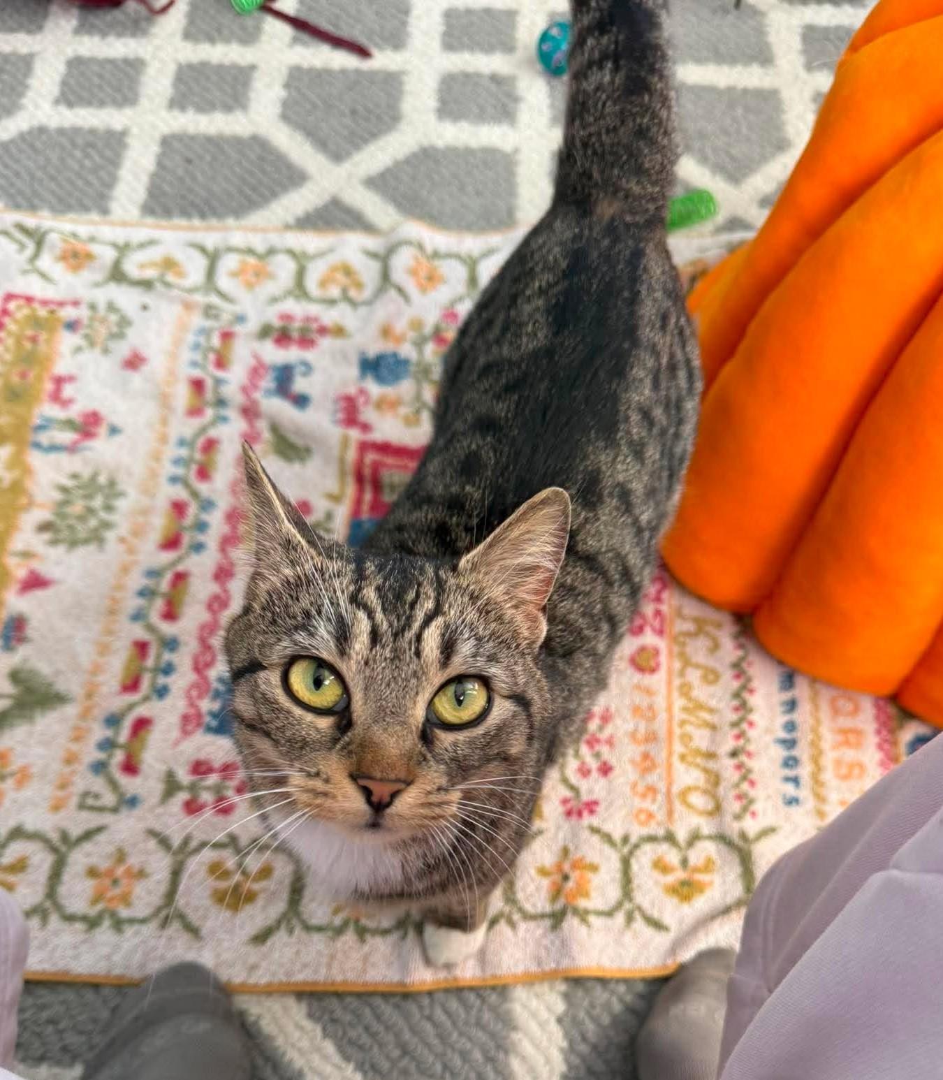 Poppy, an adopted Domestic Short Hair in Roslindale, MA image 4/4