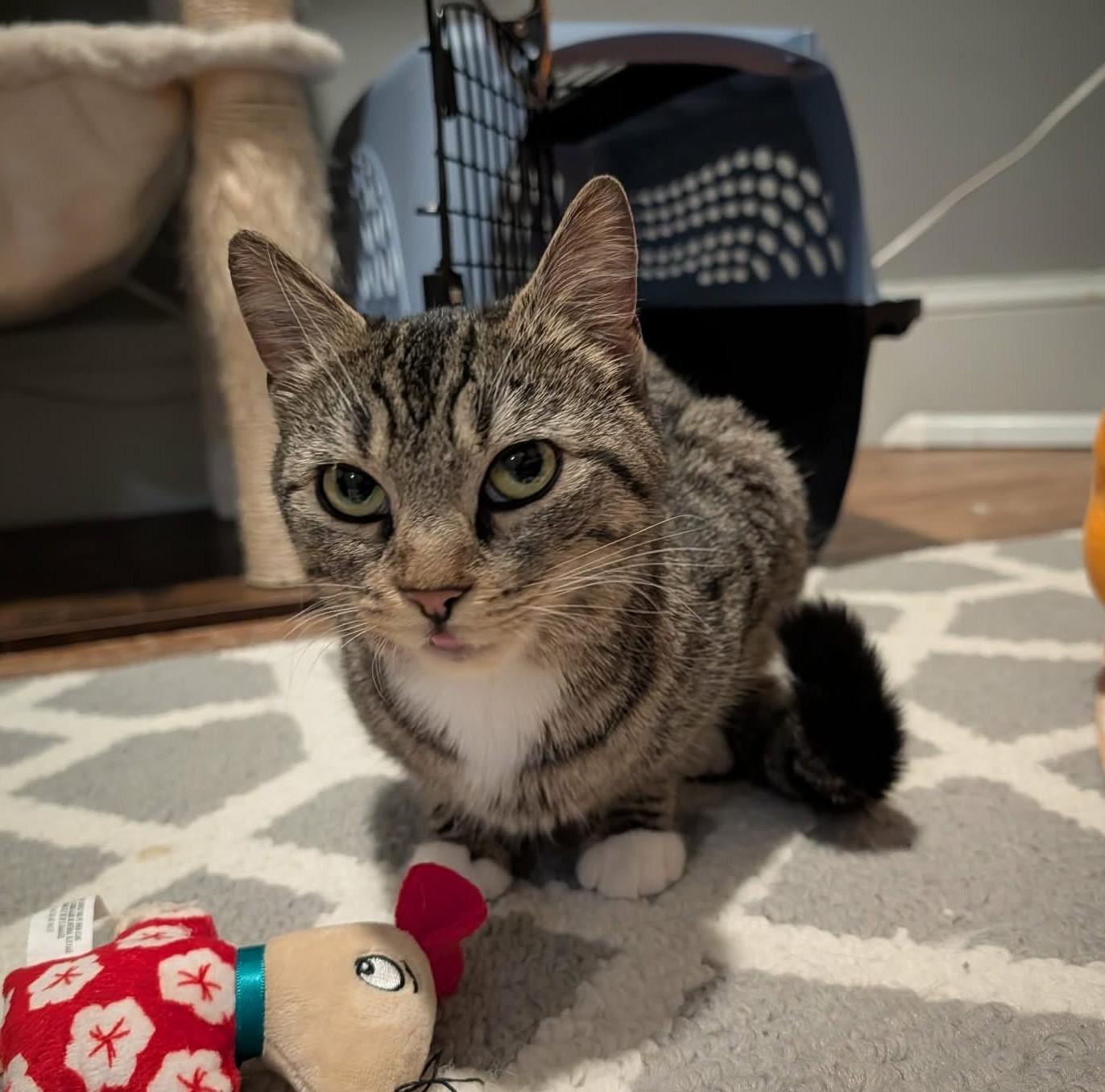 Poppy, adopted, Young Female Domestic Short Hair.